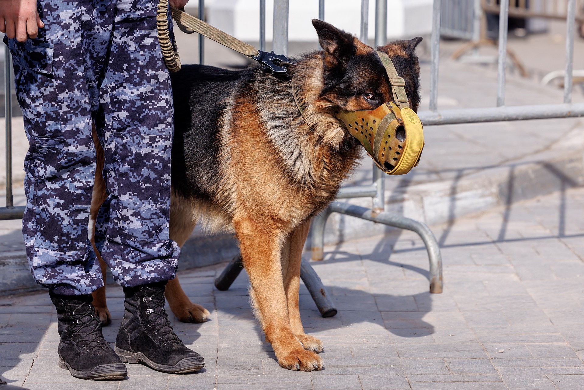 В Союзе кинологических организаций призвали обеспечить льготами собак-ветеранов