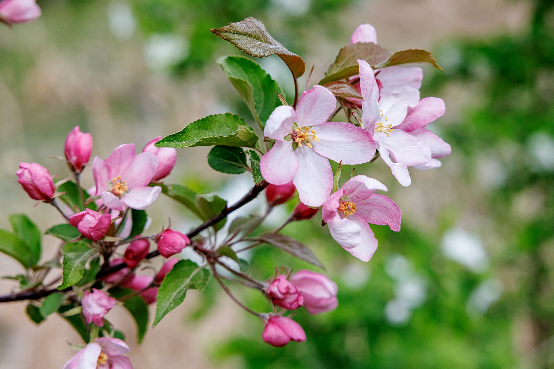Россиянам объяснили, когда переезд может усилить аллергию