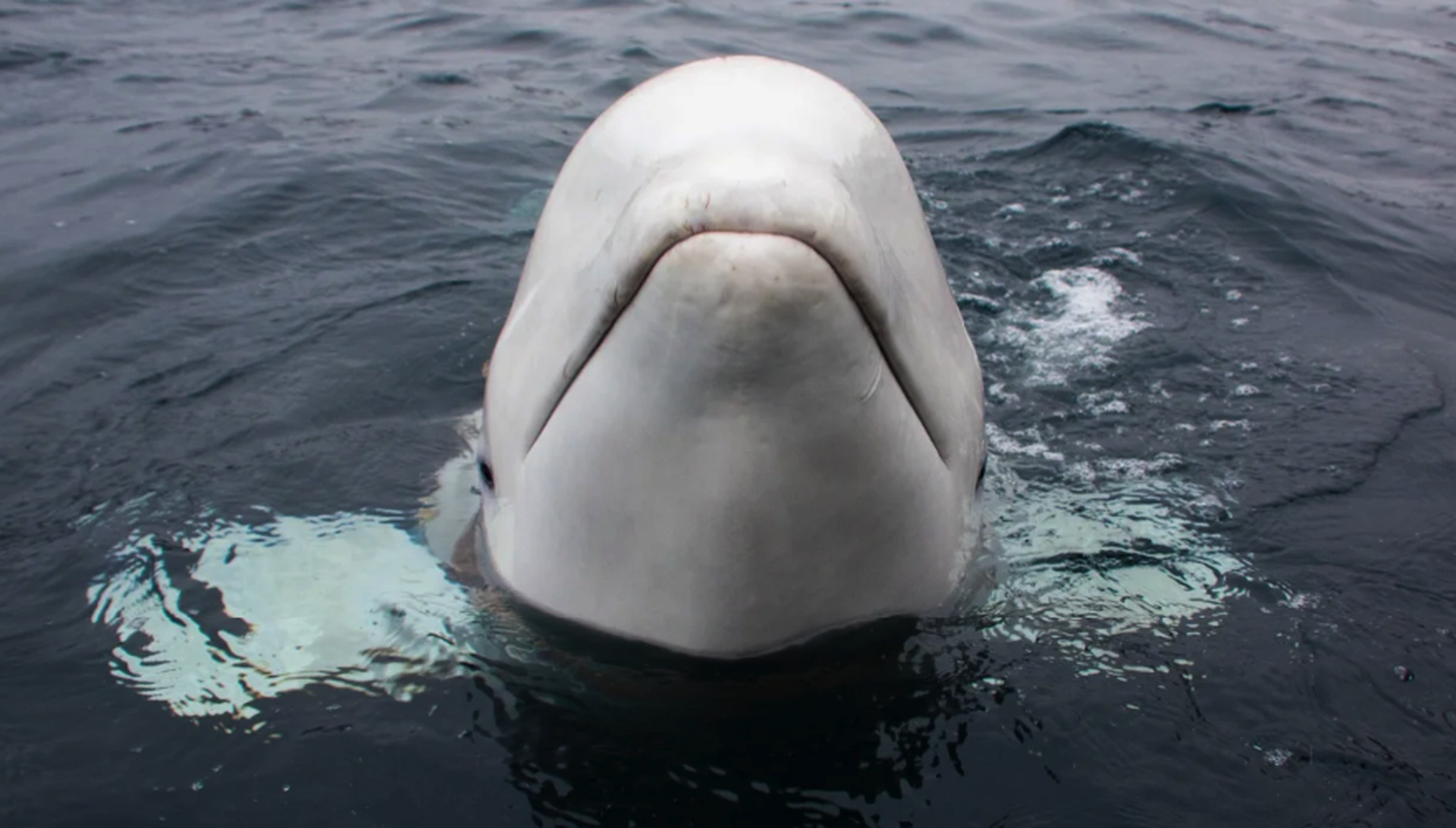 Власти Норвегии призвали людей держаться подальше от российских китов-шпионов