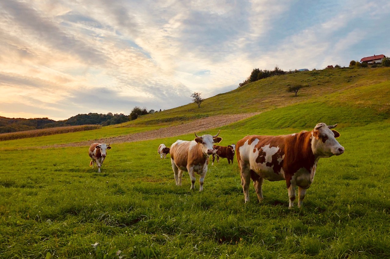 Истребление коров в ЕС: за что европейцы возненавидели бурёнок