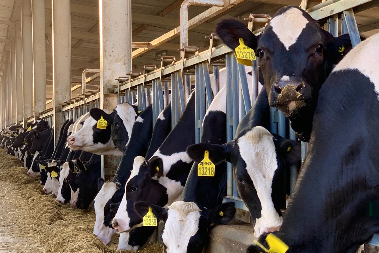 Истребление коров в ЕС: за что европейцы возненавидели бурёнок