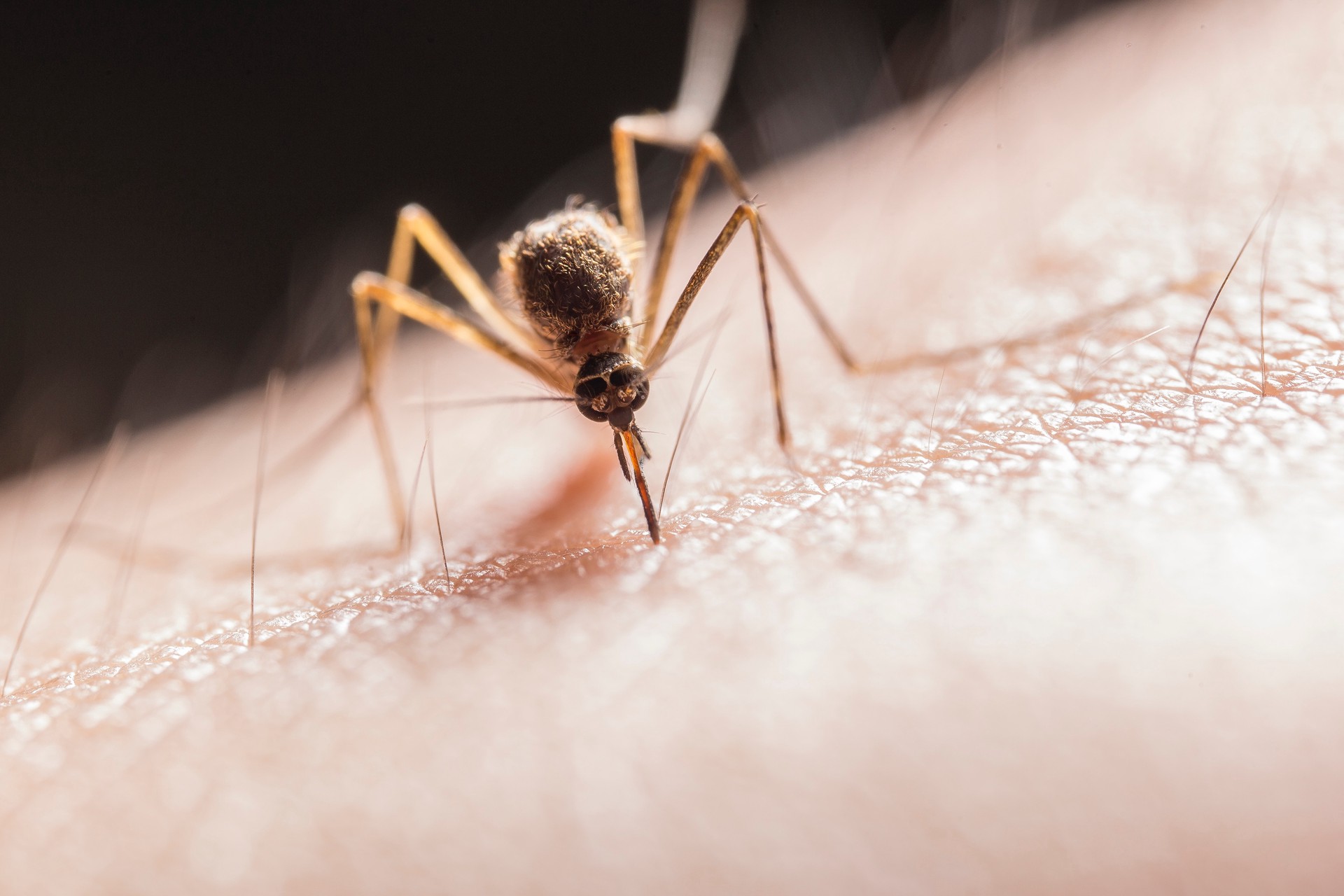 Синдром Скитера: для кого комариные укусы особенно опасны