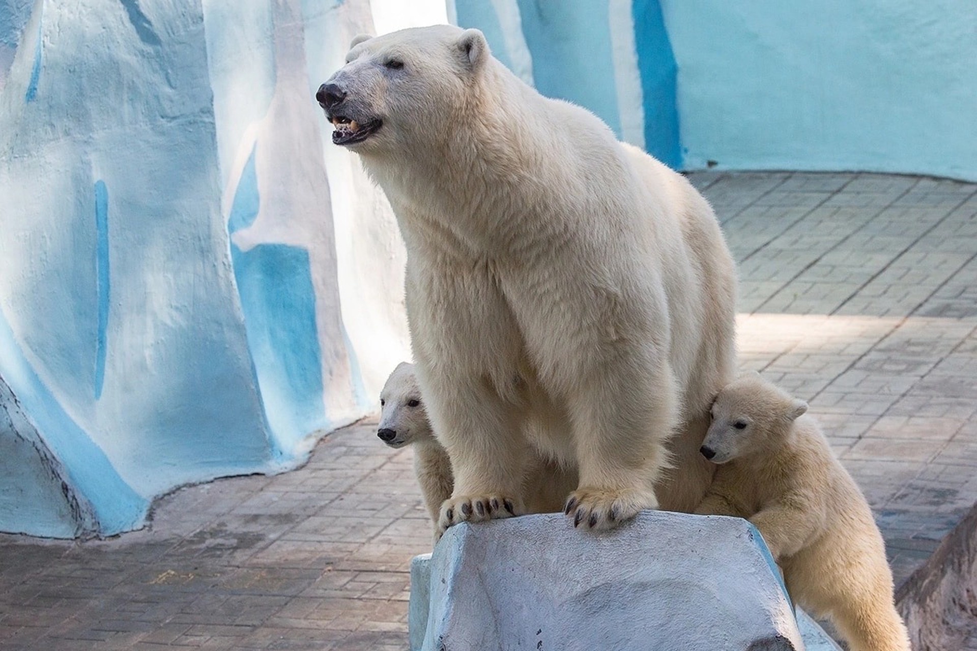 Родившимся в зоопарке Новосибирска белым медвежатам дали имена