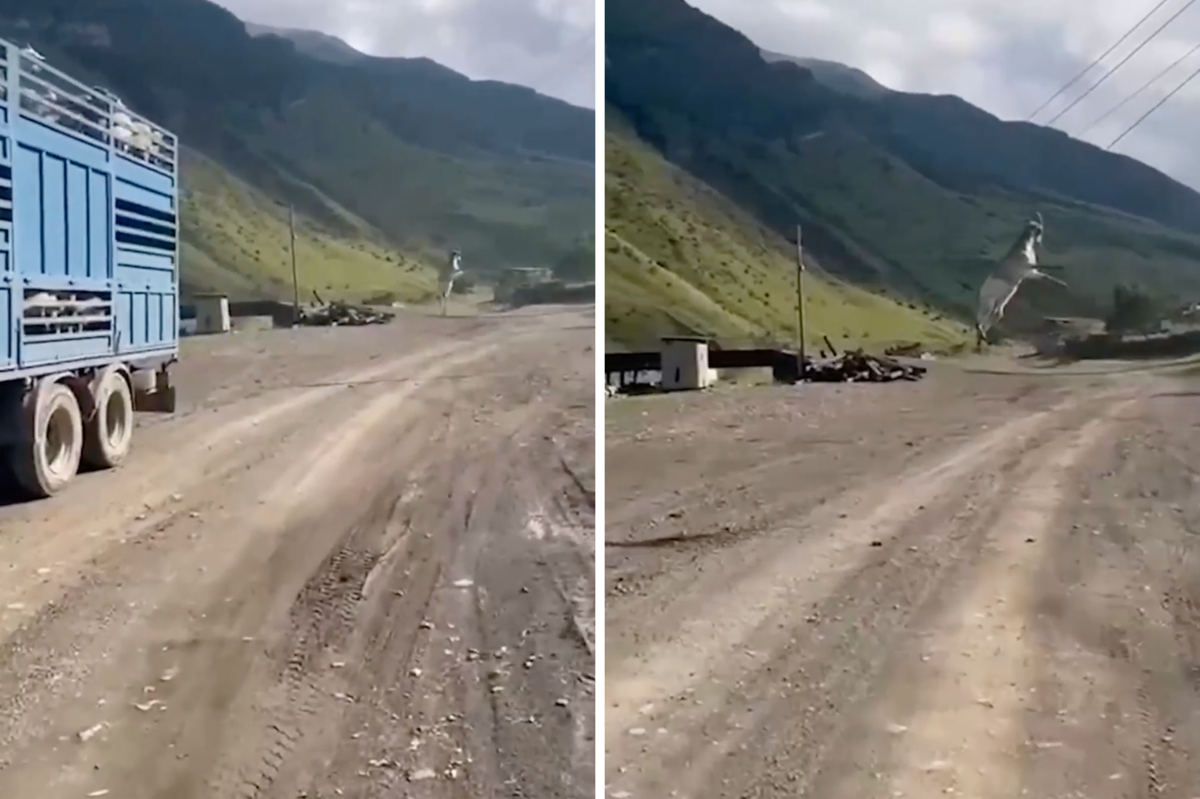 В Дагестане спасли козла, зацепившегося рогами за провода