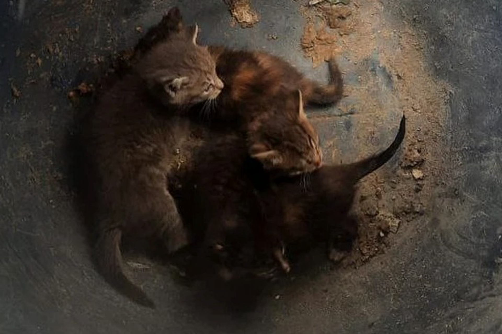 В Москве при сортировке отходов нашли бочку с котятами