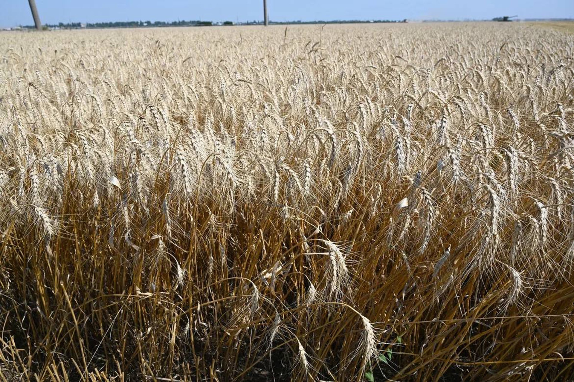 Замглавы МИД Вершинин: переговоры по возобновлению зерновой сделки отсутствуют 