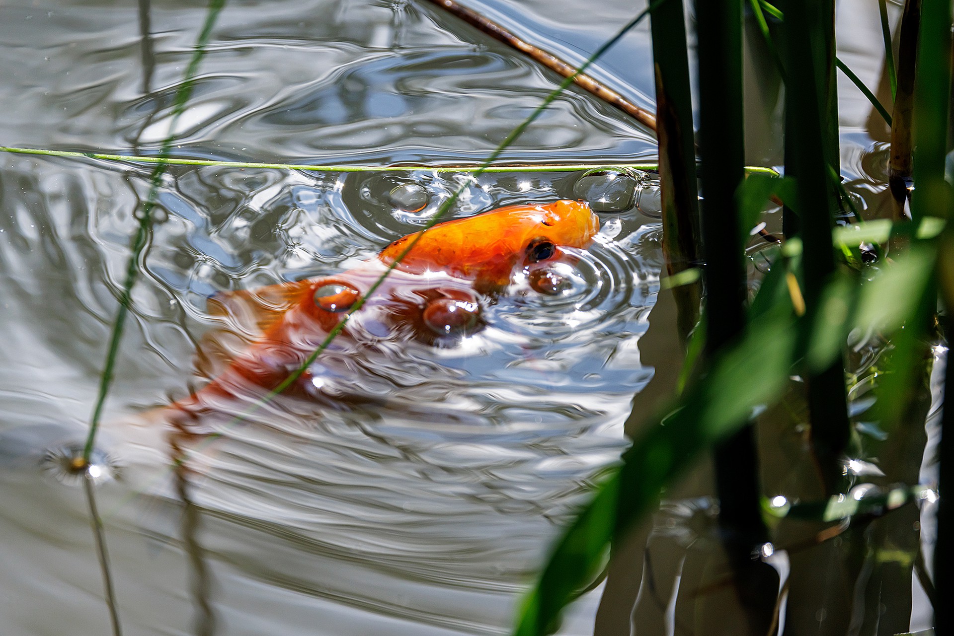 Биолог раскрыл четыре смертельные опасности декоративного пруда