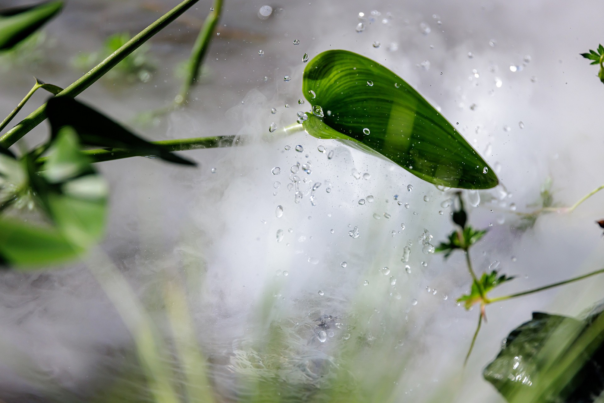 Биолог Филин: Ландыш может вызвать остановку сердца