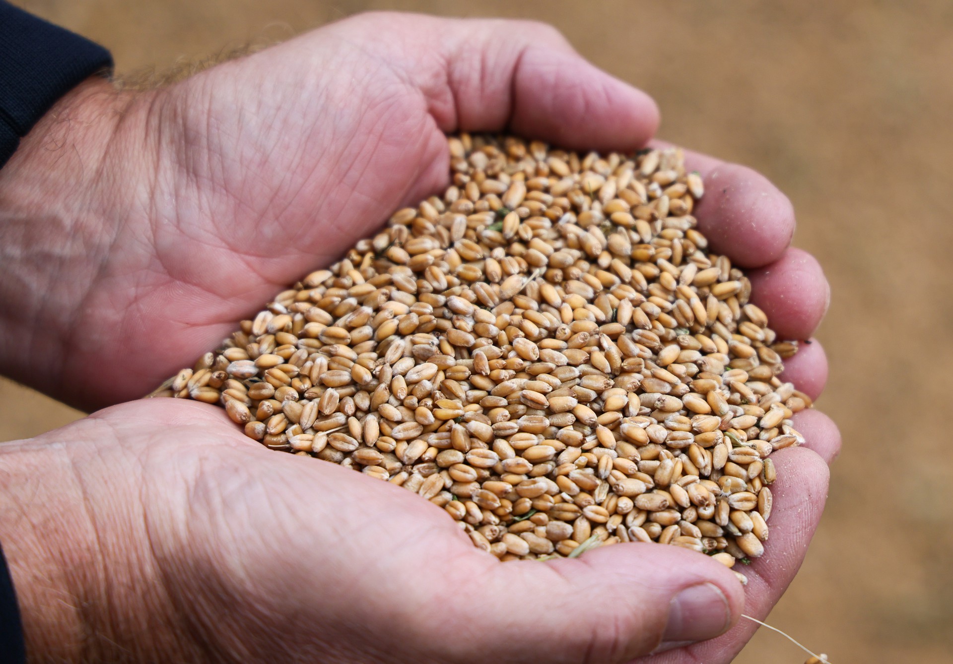 Bloomberg: Египет отказался от российской пшеницы