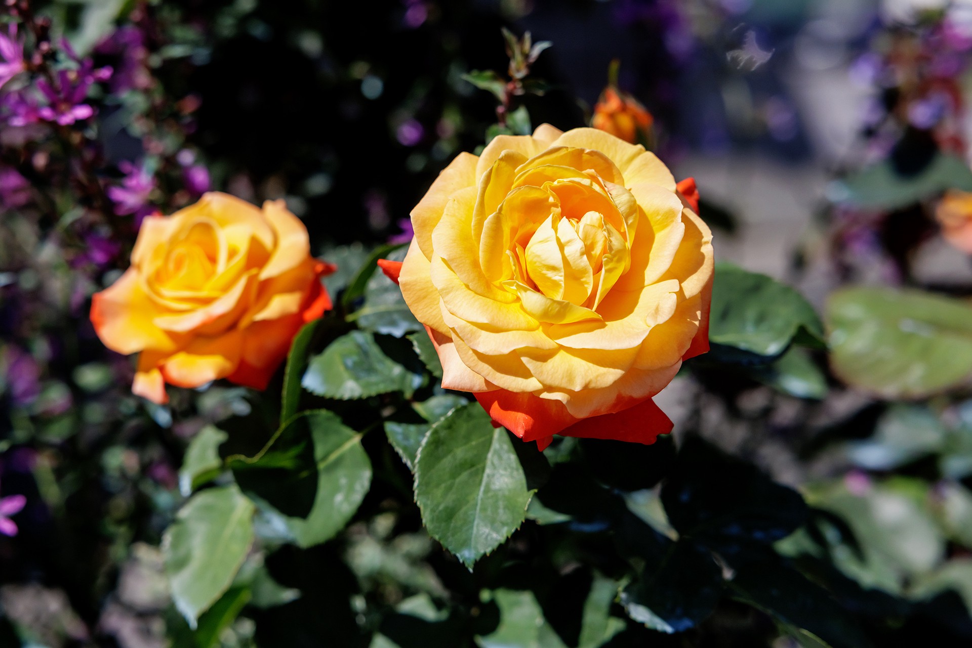 Россиян предупредили о штрафах за клумбу во дворе