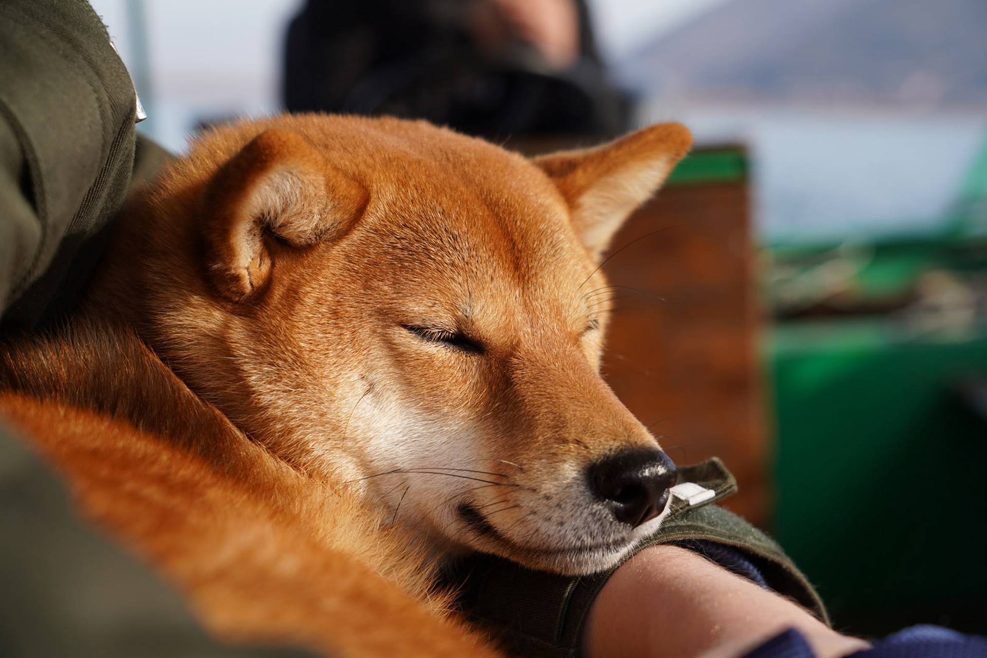 В Гонконге умерла собака породы сиба-ину из мема про пса Чимса