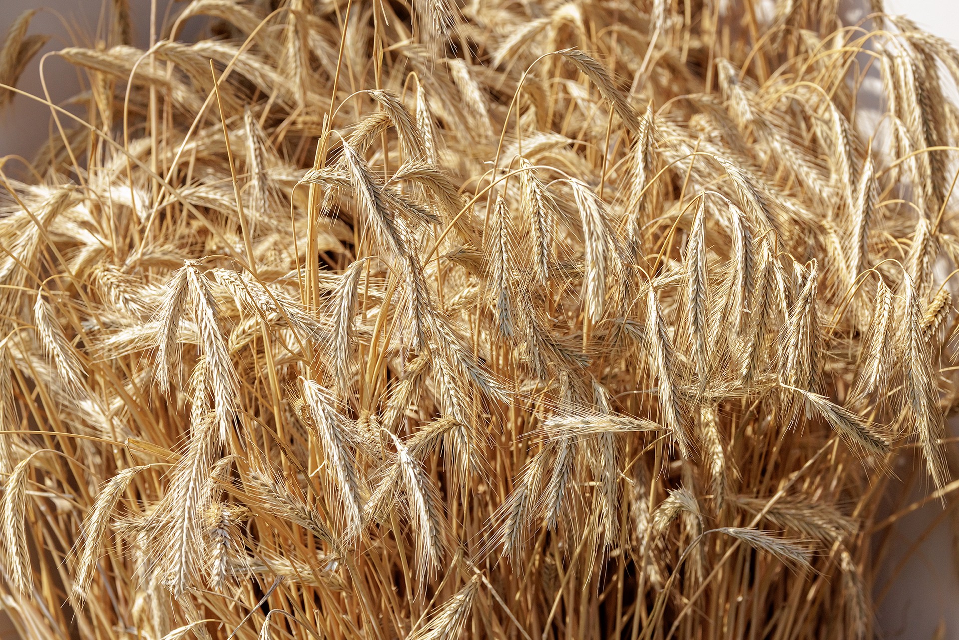 Парламент Болгарии разрешил импорт украинского зерна