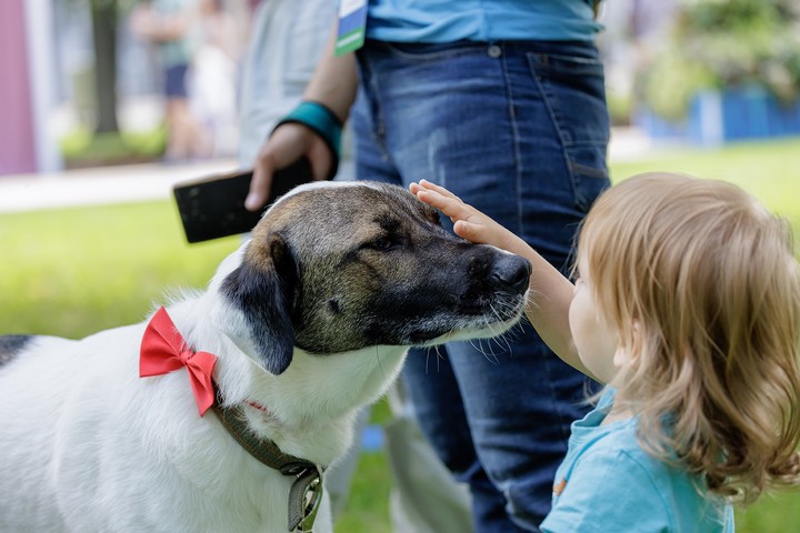 Как в России хотят ограничить количество домашних животных