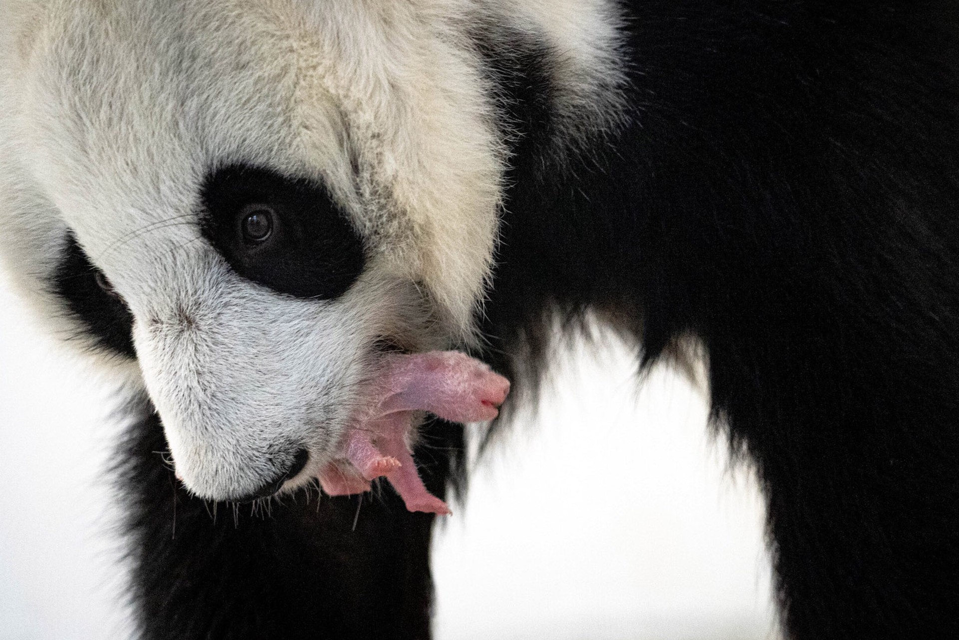 Эксперт рассказал о принадлежности рождённой в Москве панды