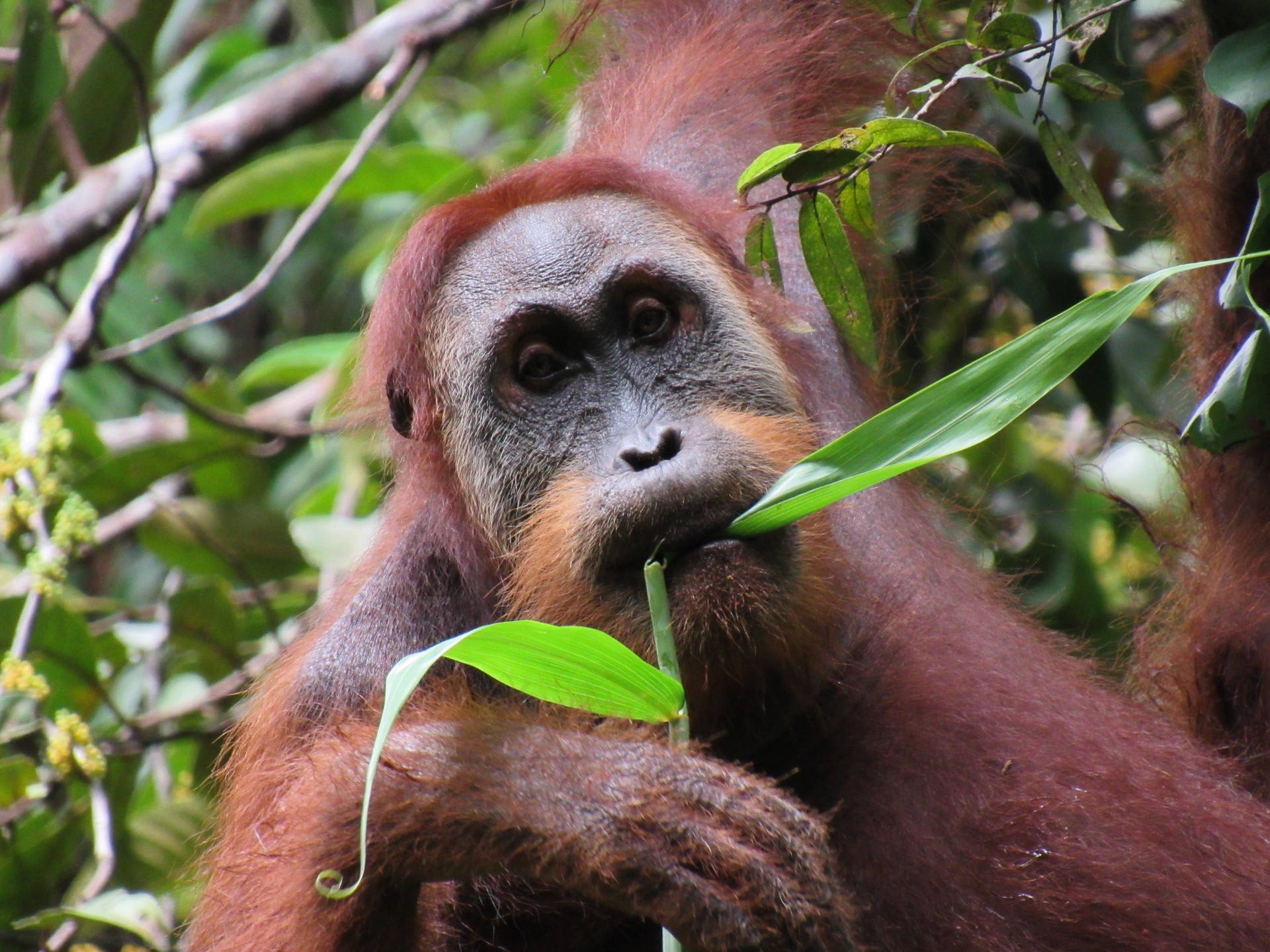 Индонезийские зоозащитники спасли самку орангутанга из многолетнего секс-рабства