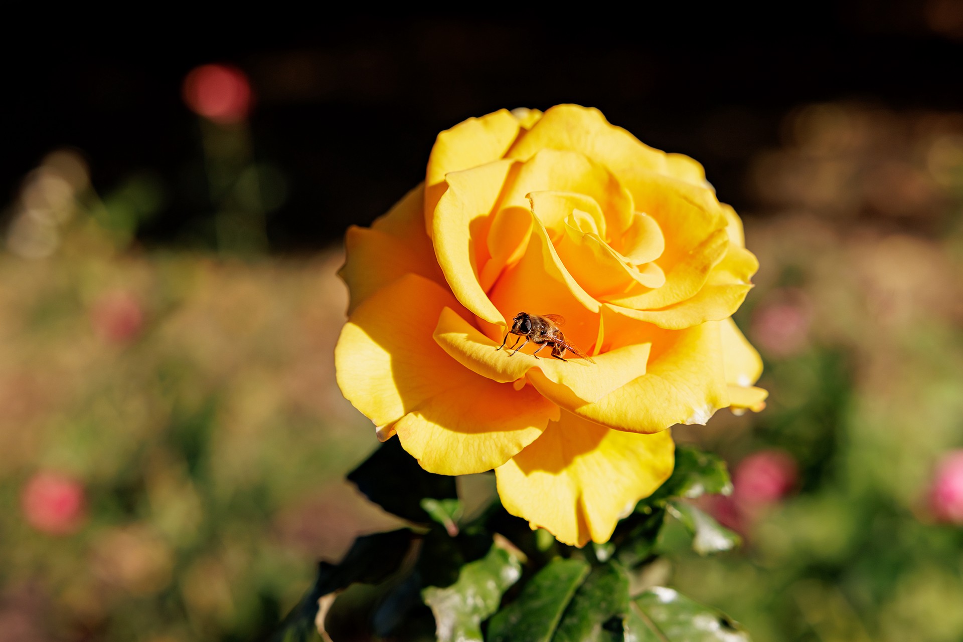 Ветеран СВО начал выращивать розы вернувшись с фронта