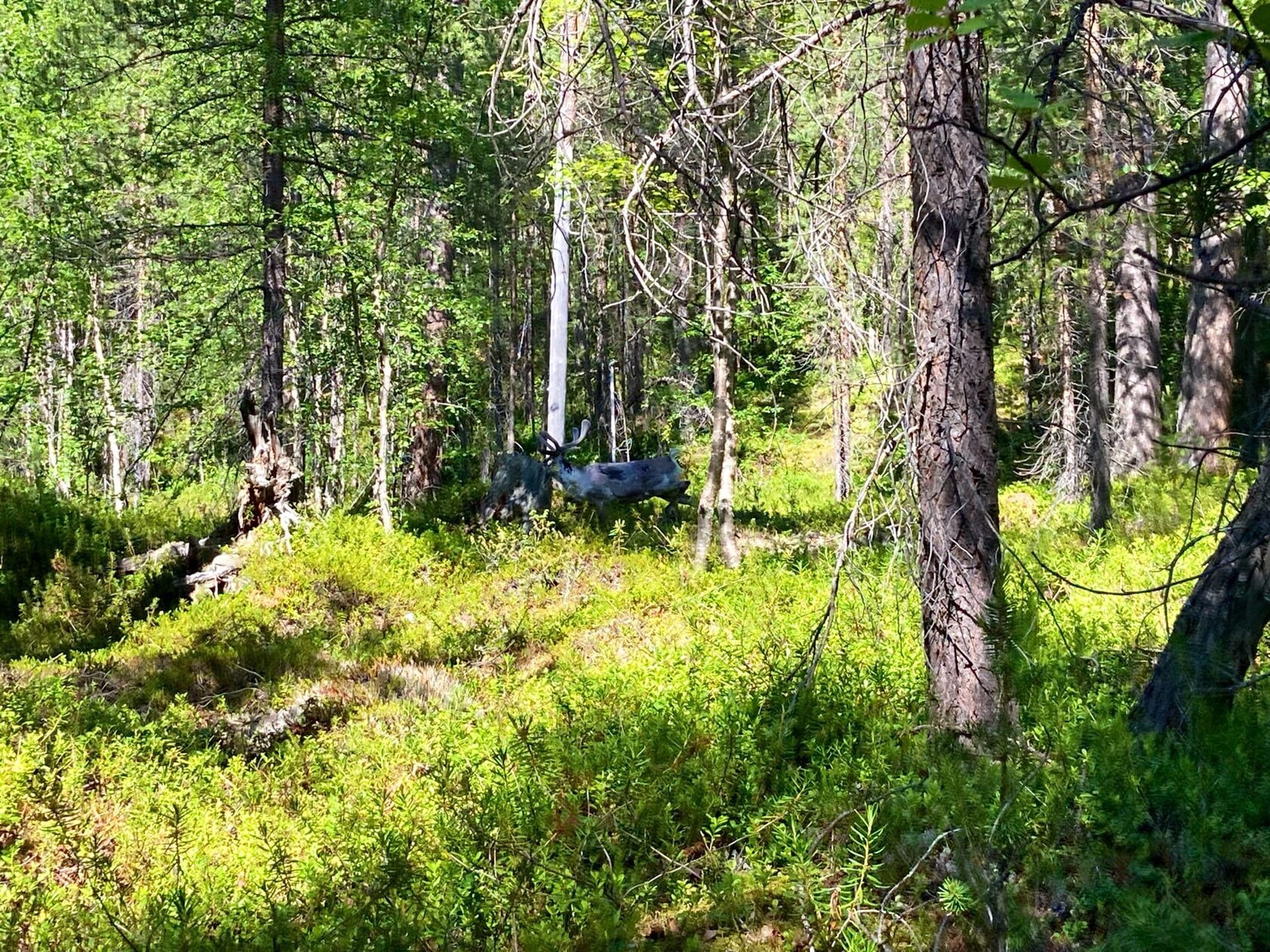 Норвегия предложила России снизить сумму ущерба за выпас оленей
