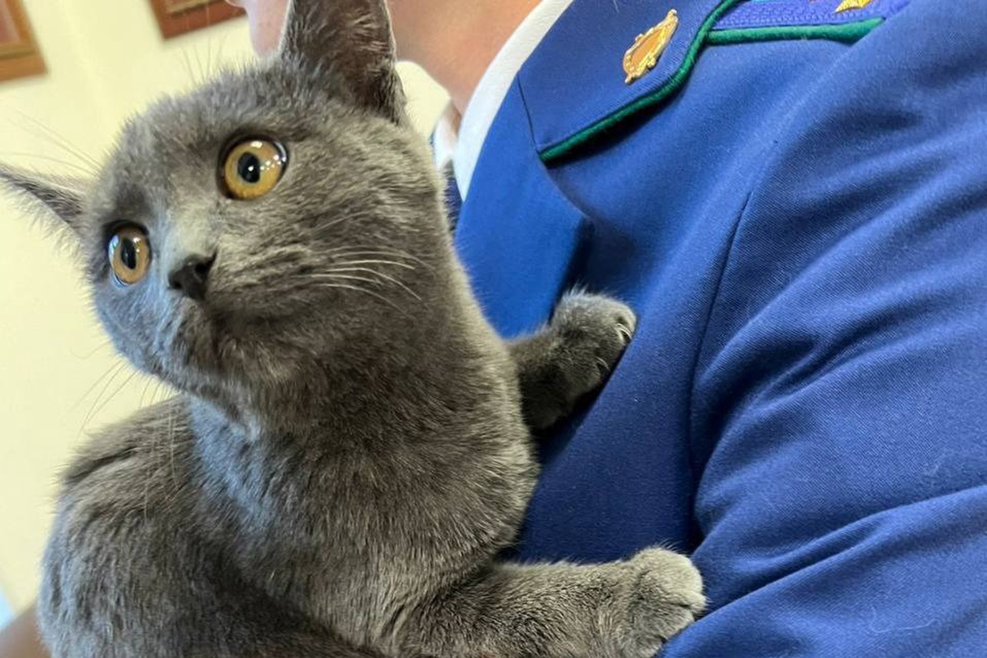 В Москве спасли кота, который 4 дня сидел в автомобиле без еды и воды