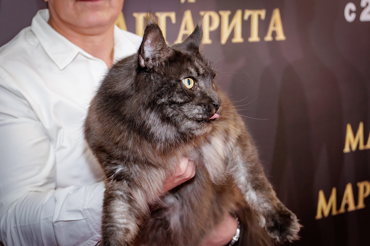 Дмитрий Куклачёв объяснил, почему в кино невозможно воссоздать точный образ Кота Бегемота