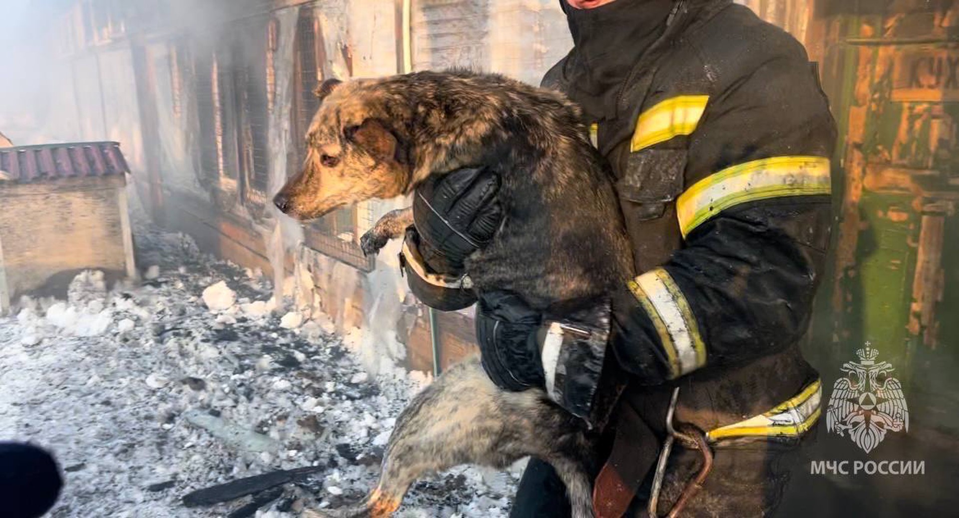 На Сахалине ликвидировали пожар в приюте для животных