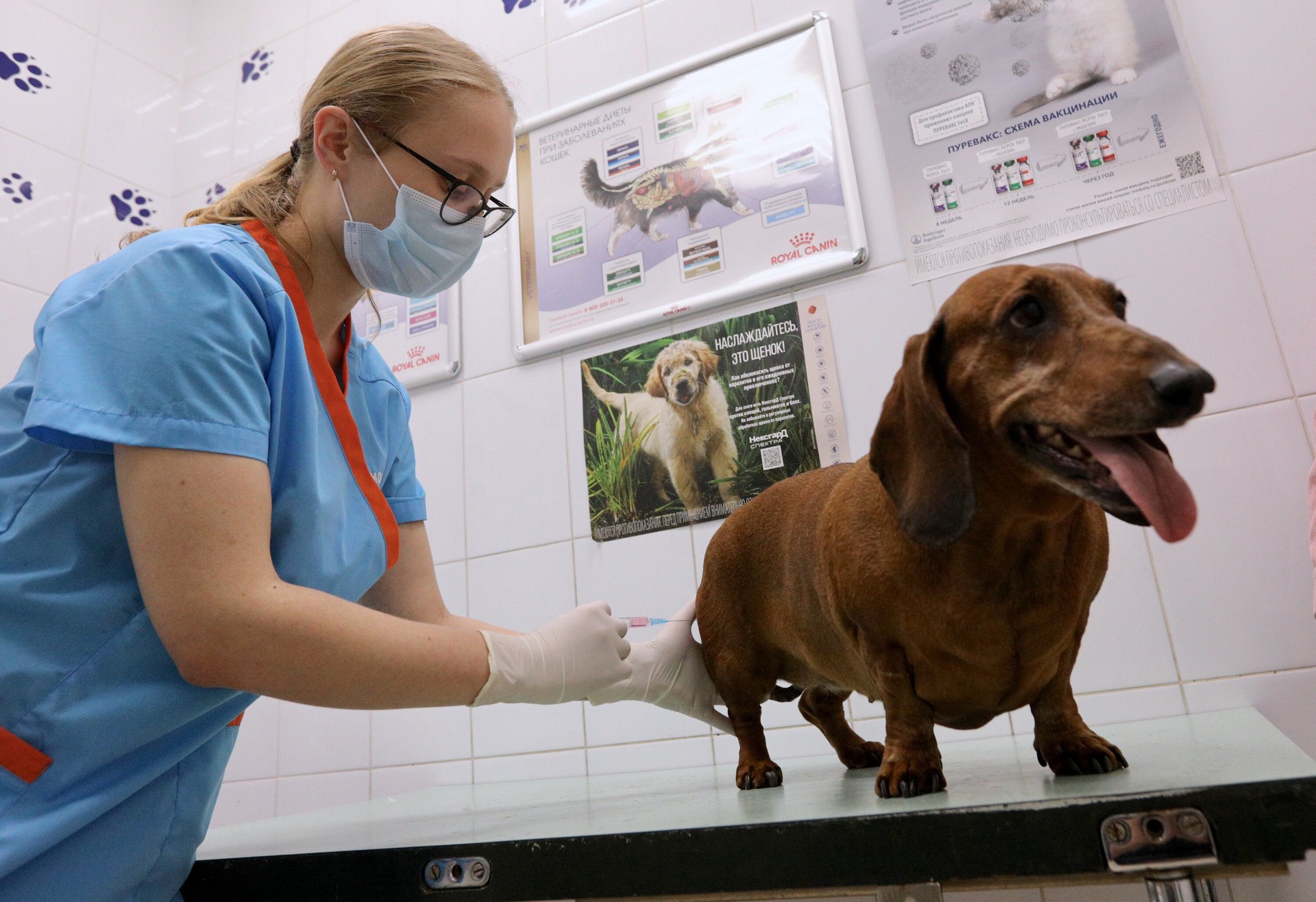 Врач назвал самые подорожавшие ветеринарные процедуры в России
