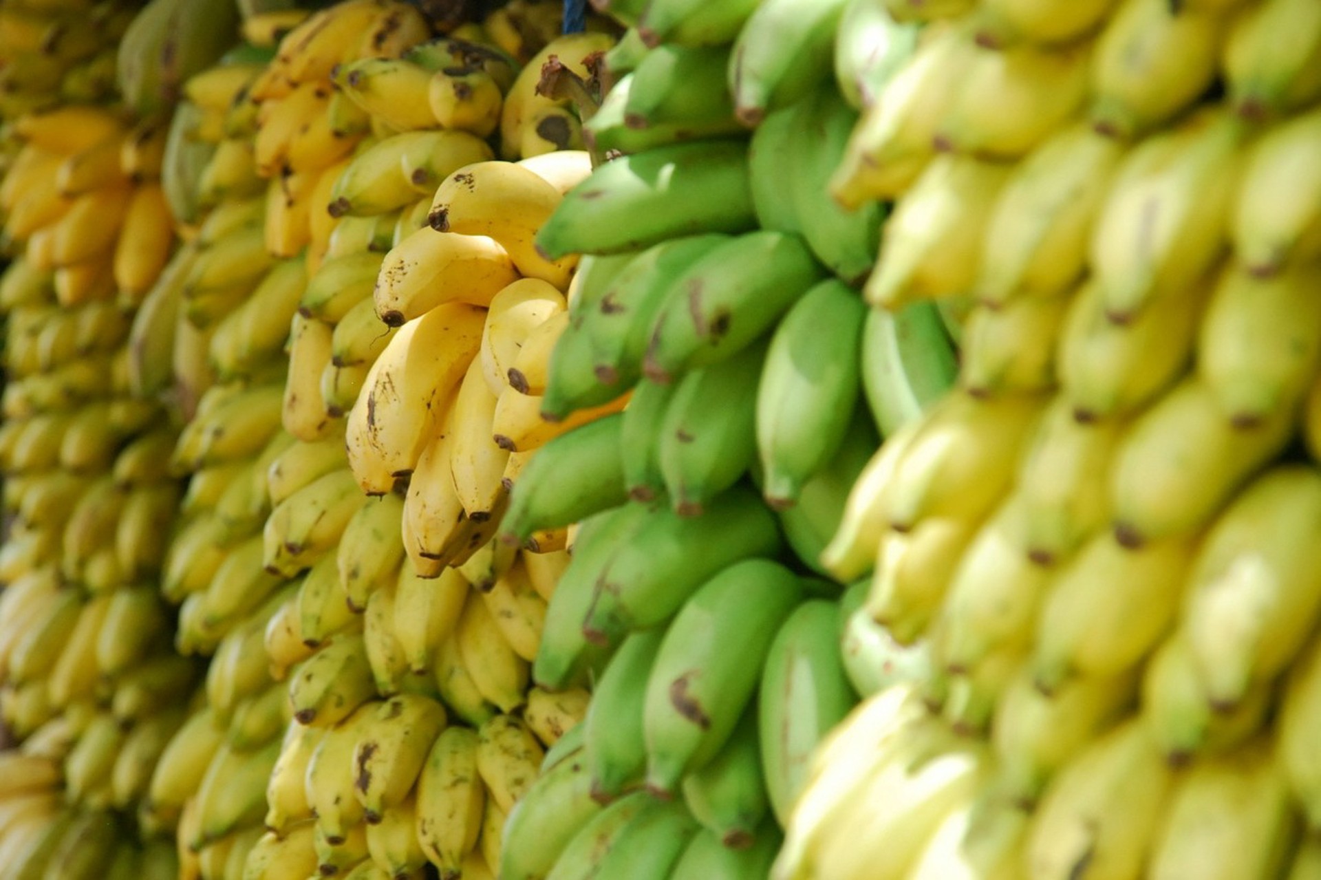 Почему в России дорожают бананы, и как на это влияет политика Эквадора
