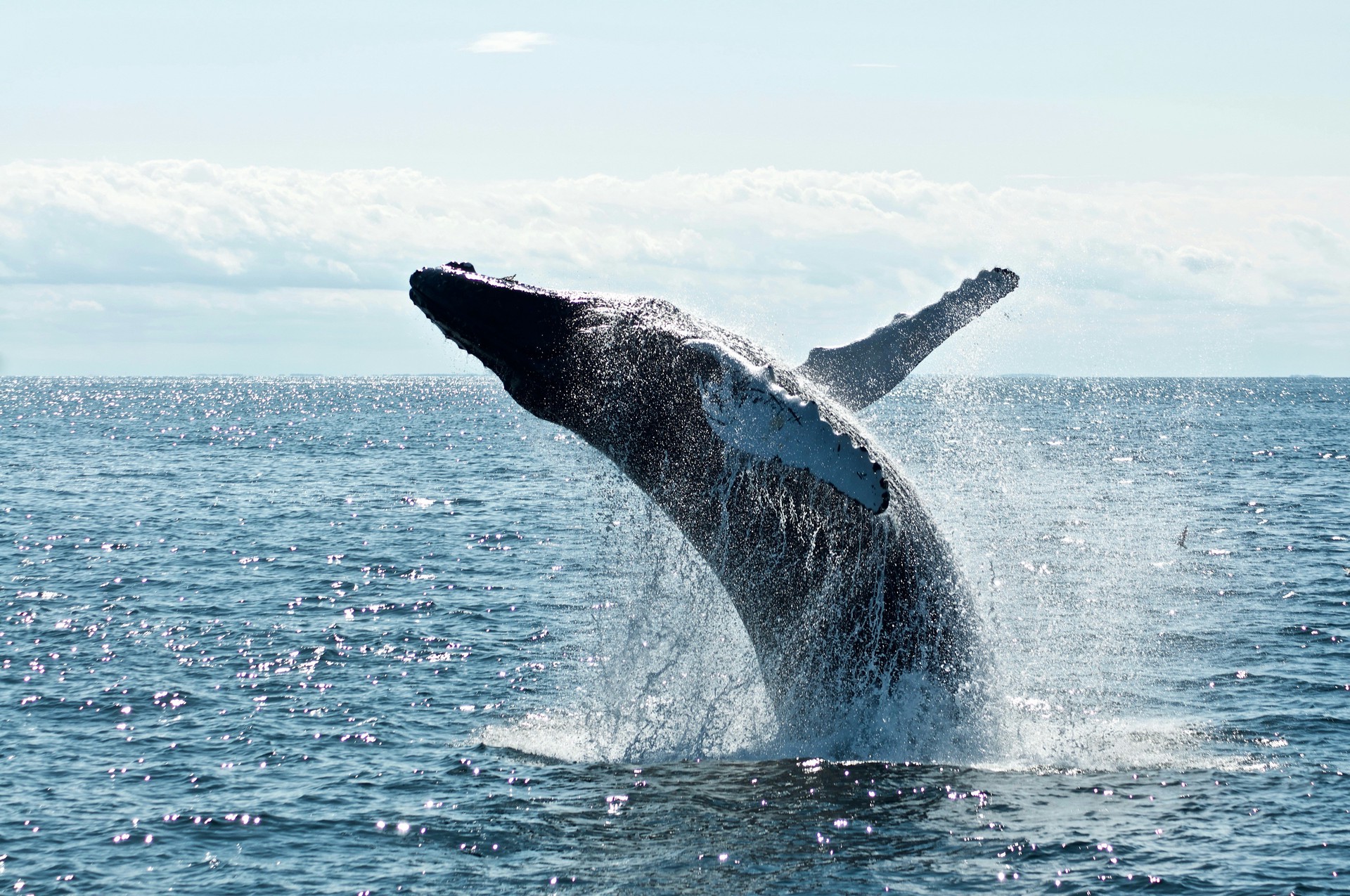 Король коренных новозеландцев потребовал признать китов личностями и предоставить им права