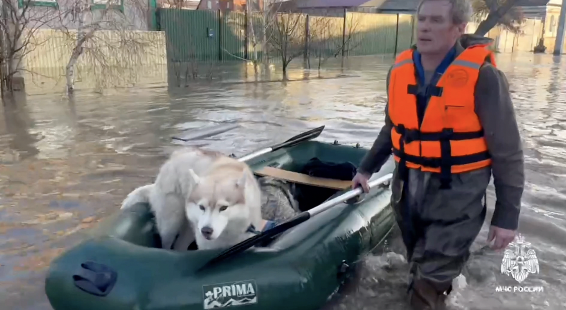 Волонтёры рассказали, что после затопления в Орске приходится спасать много животных