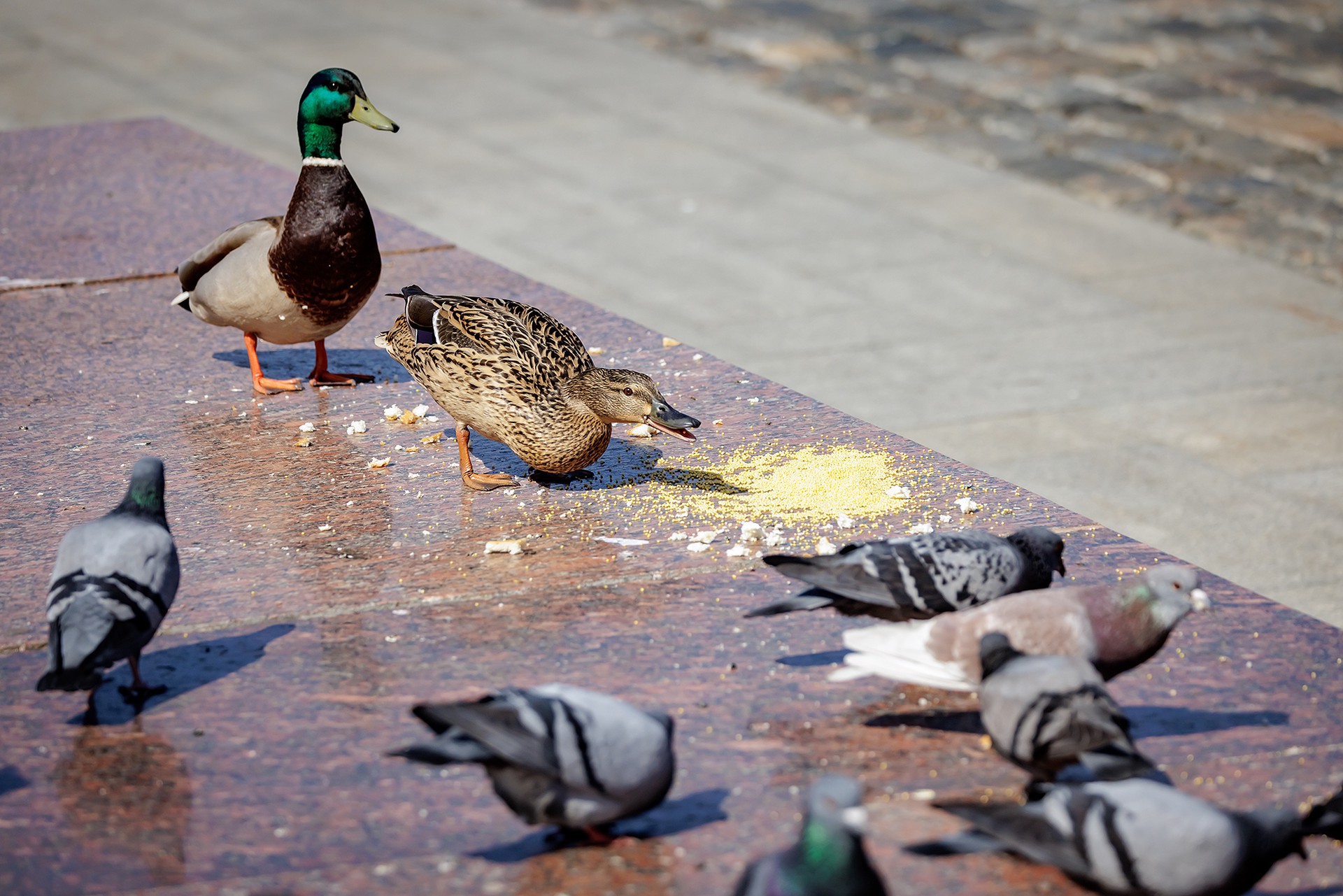 Повторение истории: голуби-дроны появятся на полях сражений