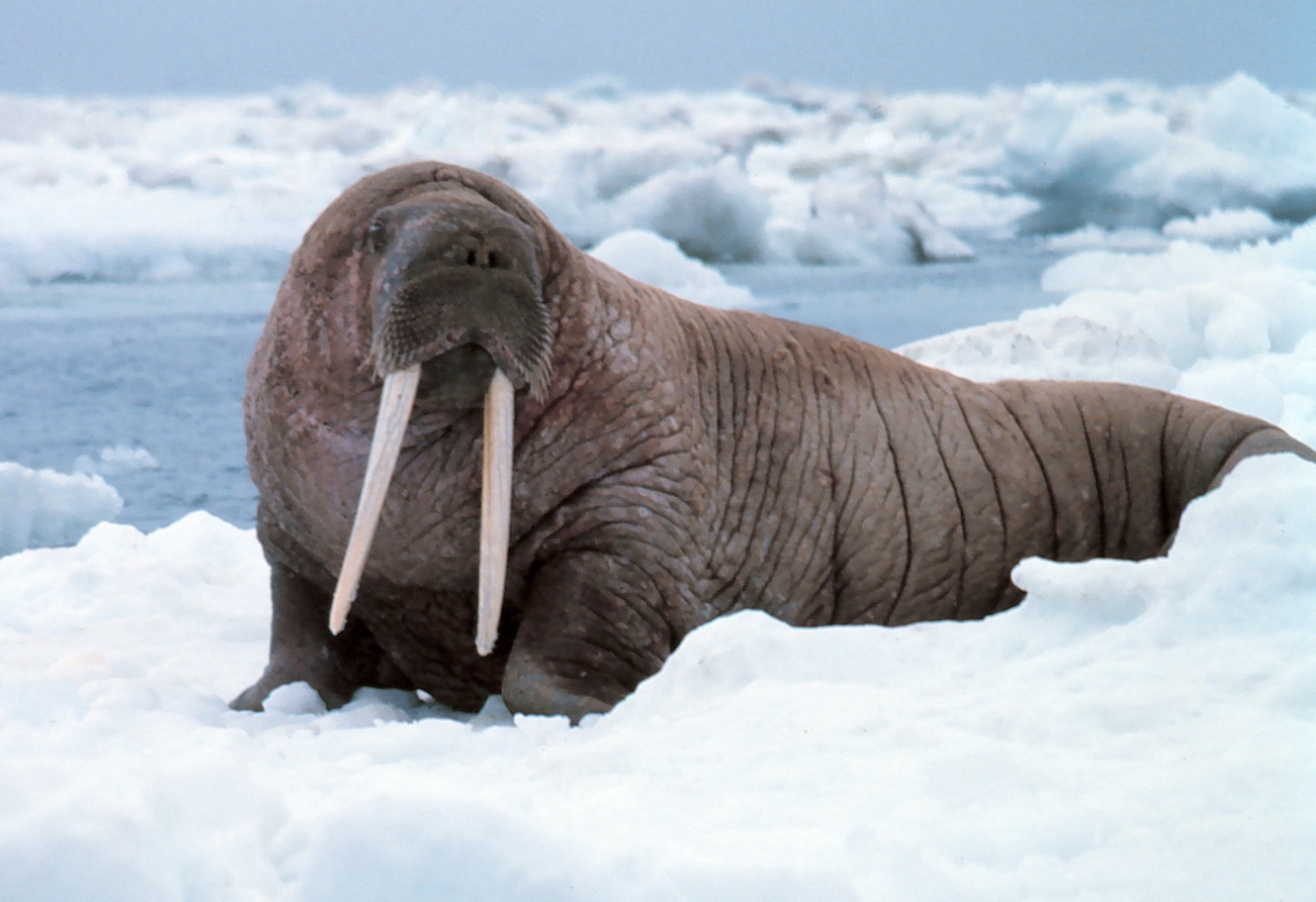 В Норвегии туриста оштрафовали на $1,1 тыс. за беспокойство моржа