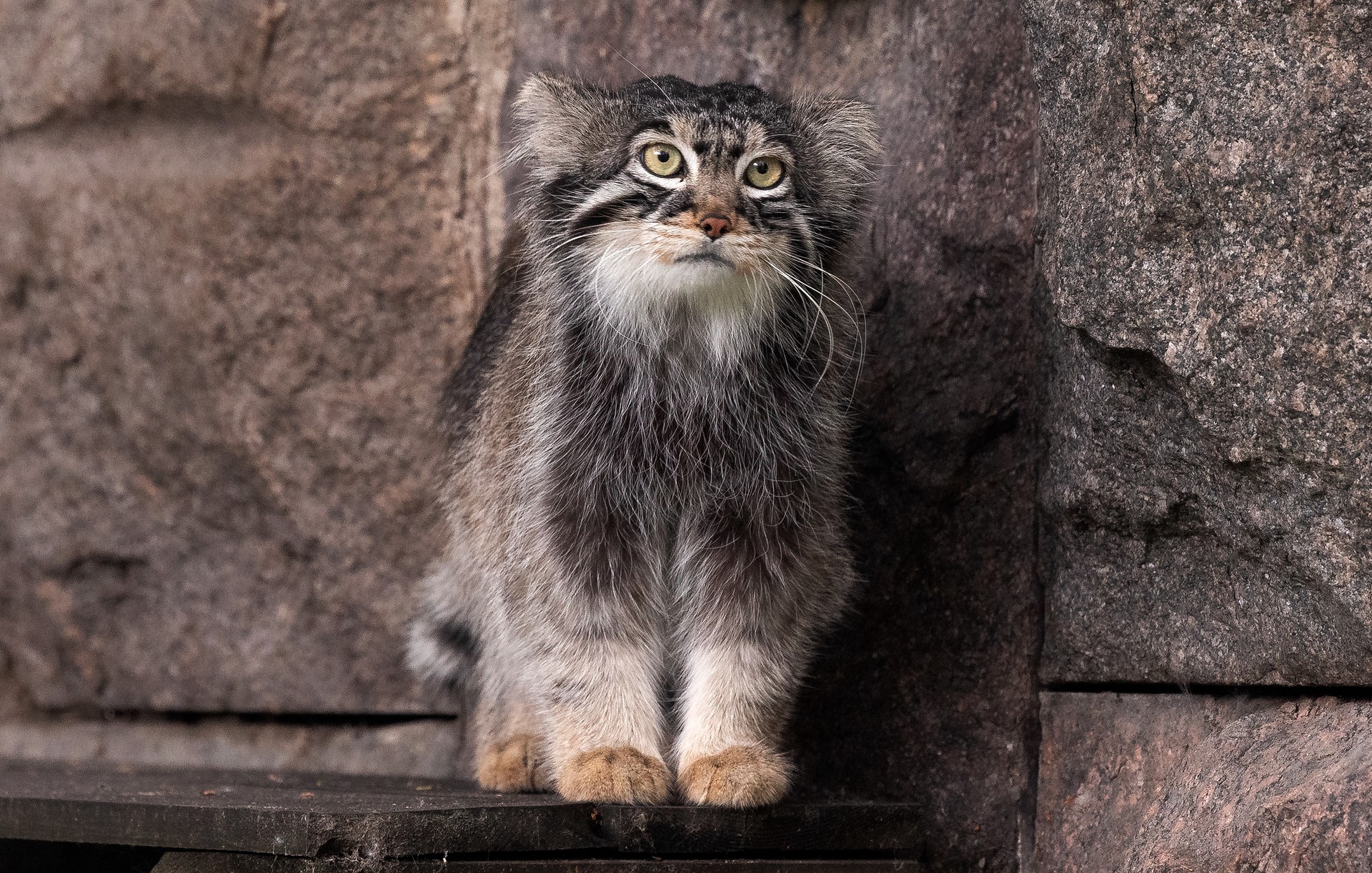 Еще одно забавное слово добавили в список словаря