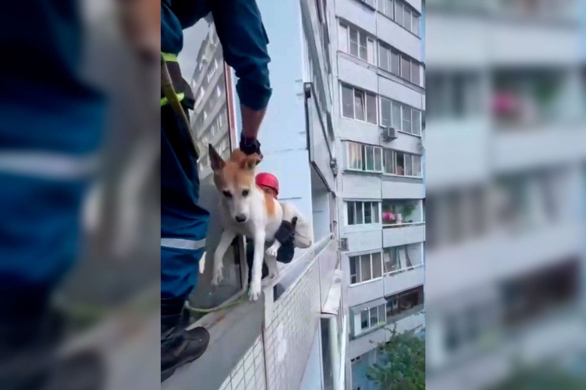 В Москве спасли собаку, просидевшую на балконе без воды и еды более двух дней