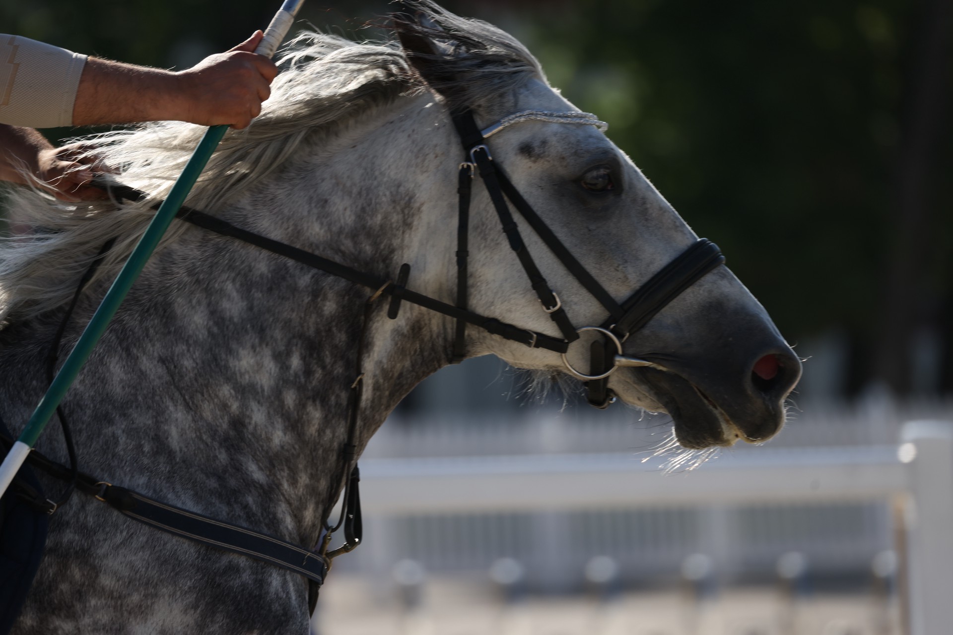 Россияне впервые за четыре года выступят на турнире FEI