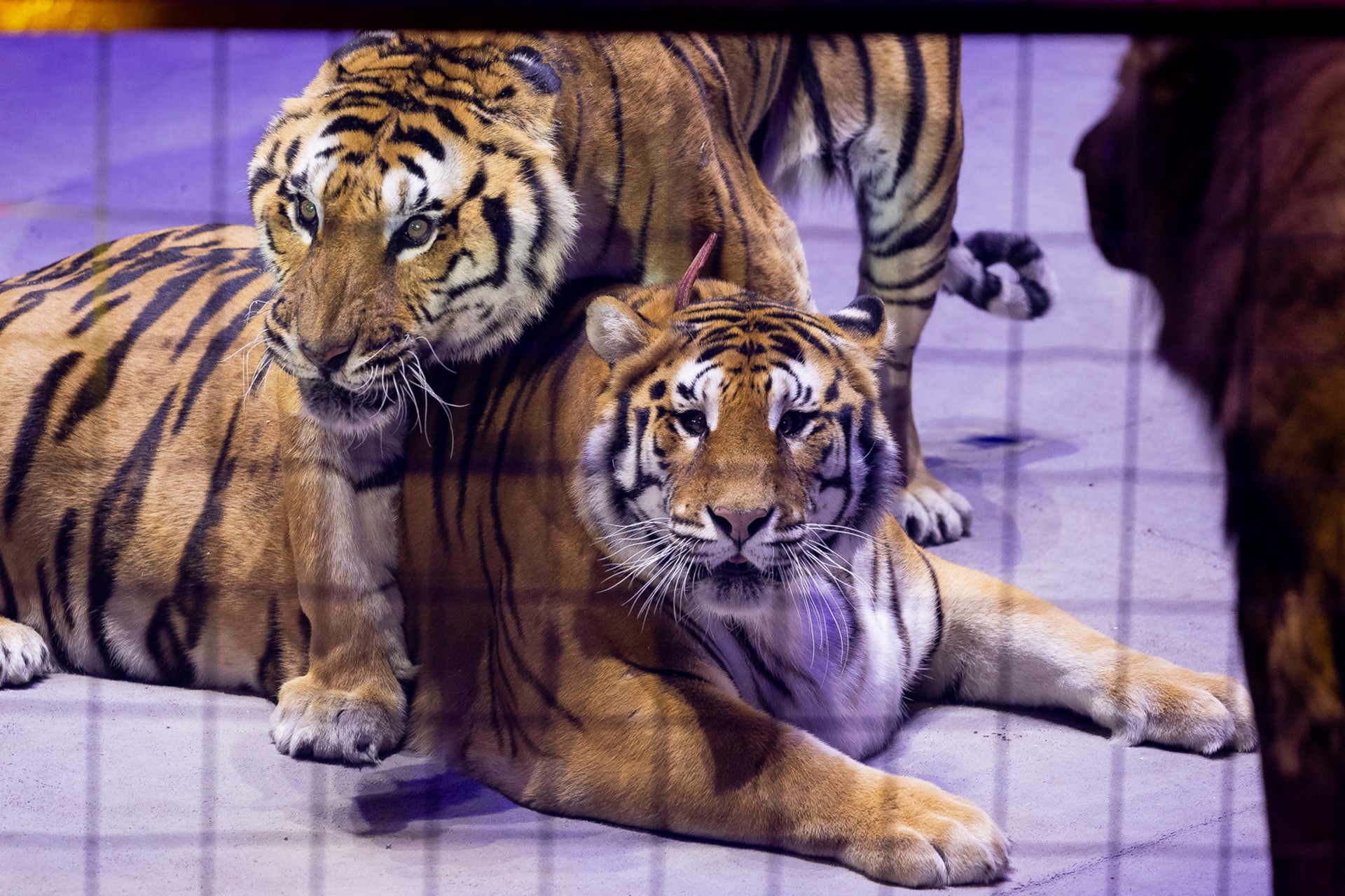 Юрист рассказал, чем для цирка может обернуться побег опасного зверя