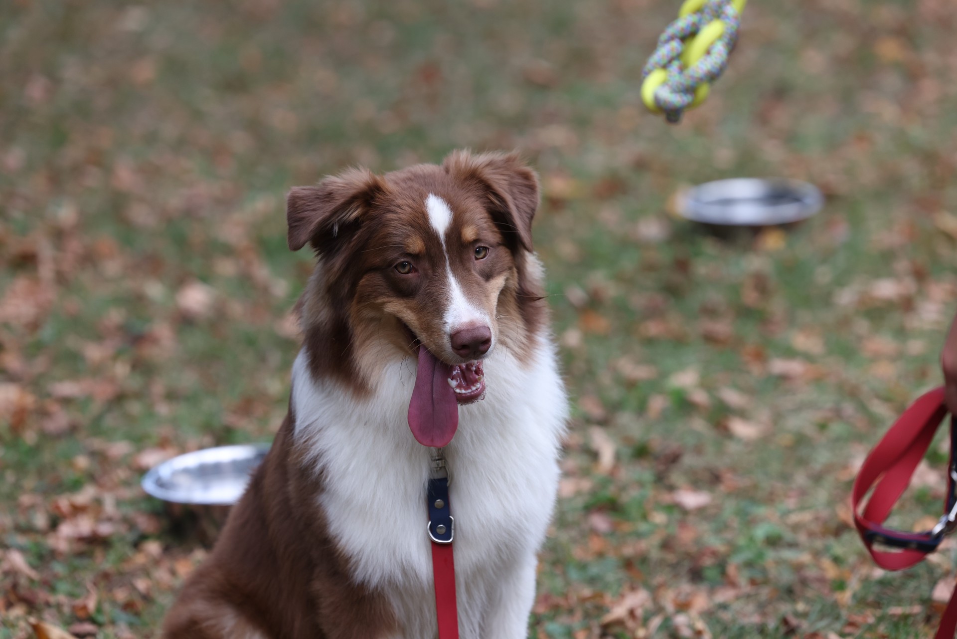 Кинолог объяснил, как сделать дачу безопасной для собаки