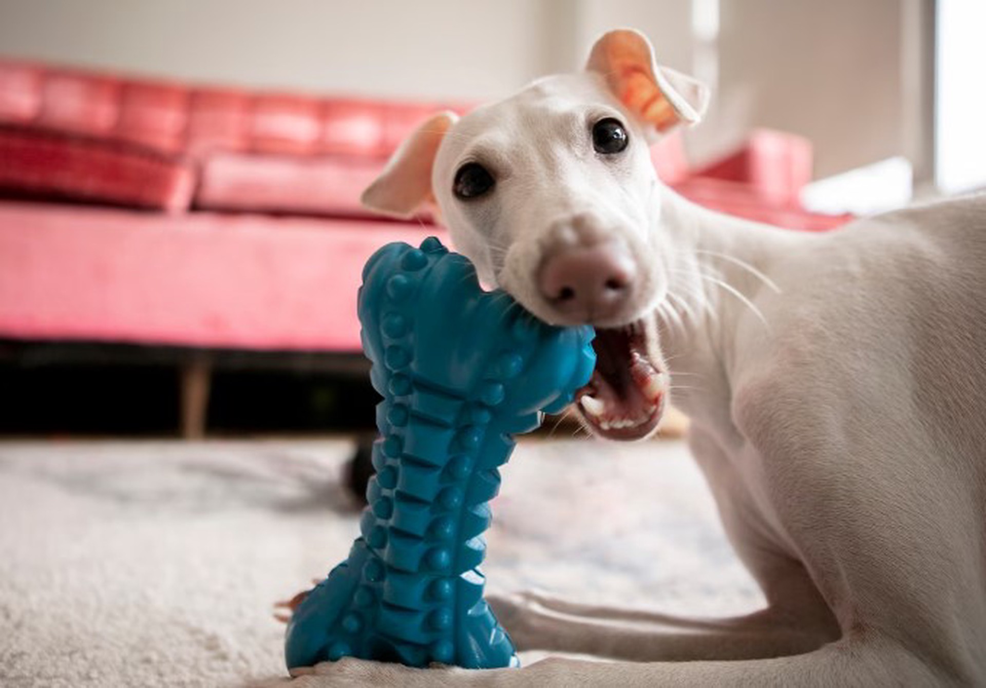 Ветеринар дала совет, как приучить питомцев к чистке зубов