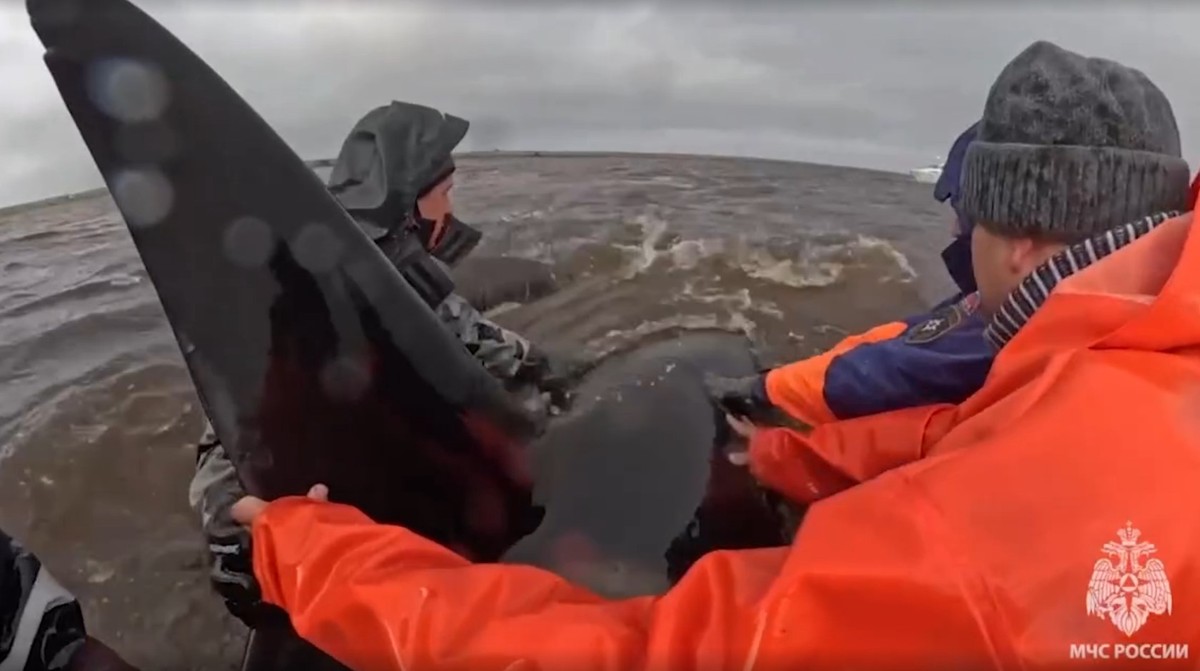 На Камчатке спасли и выпустили в море косаток, застрявших в лимане