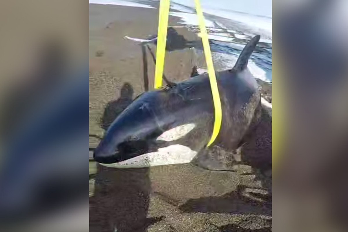 Спасение молодой косатки на Камчатке попало на видео