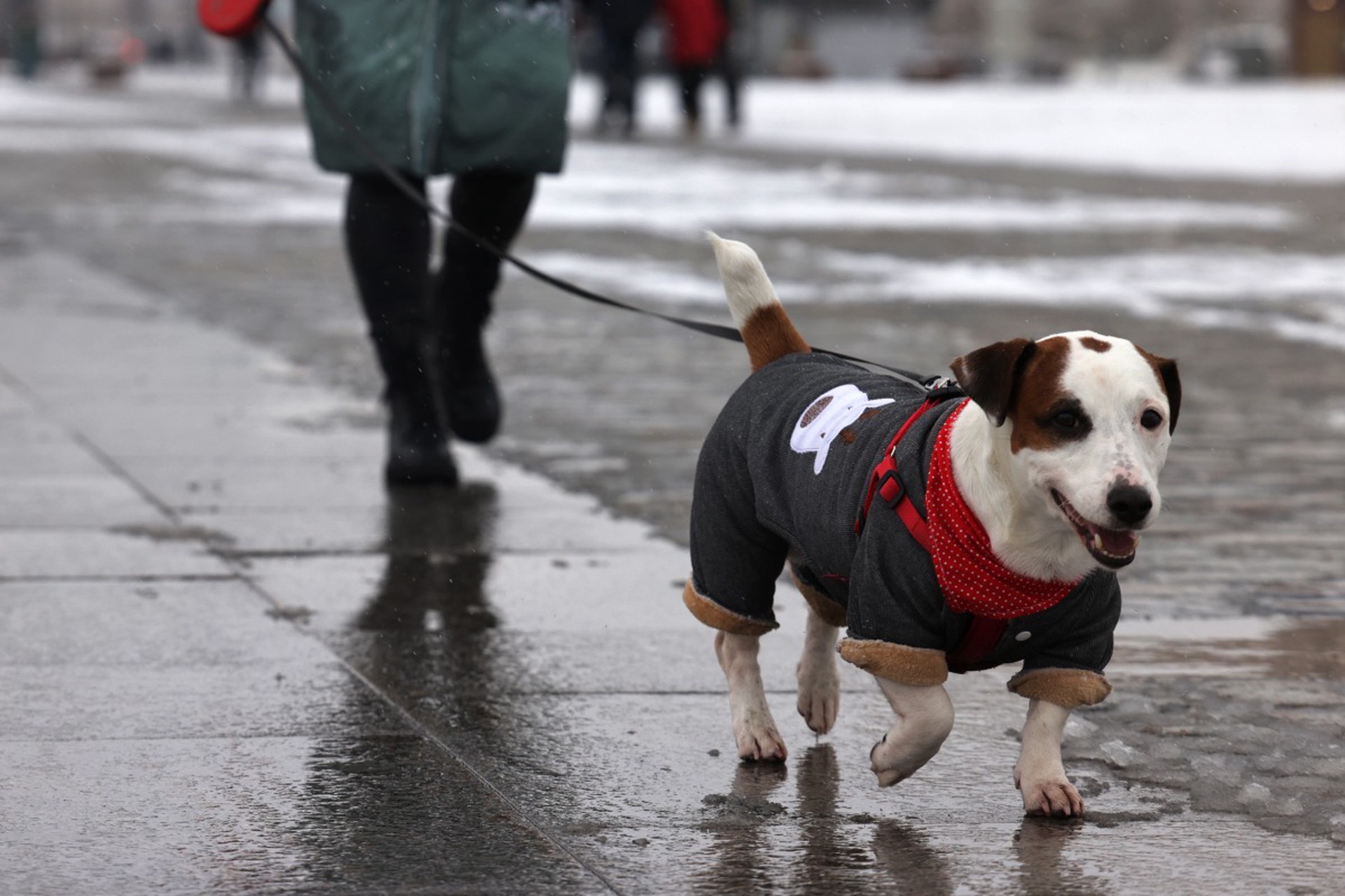 Кинолог рассказал, как помочь пожилым собакам пережить морозы