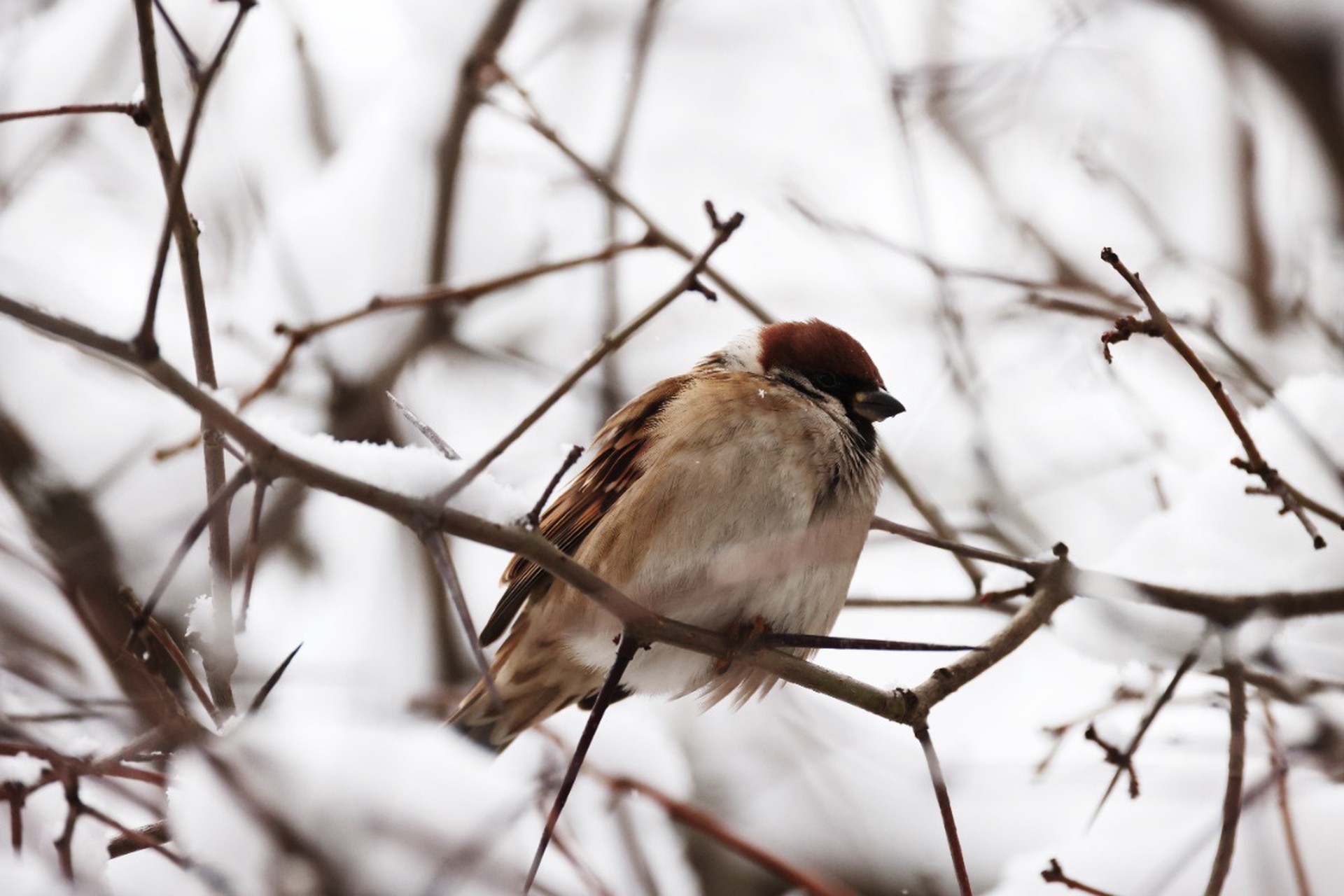Любителей кормить птиц будут наказывать штрафом