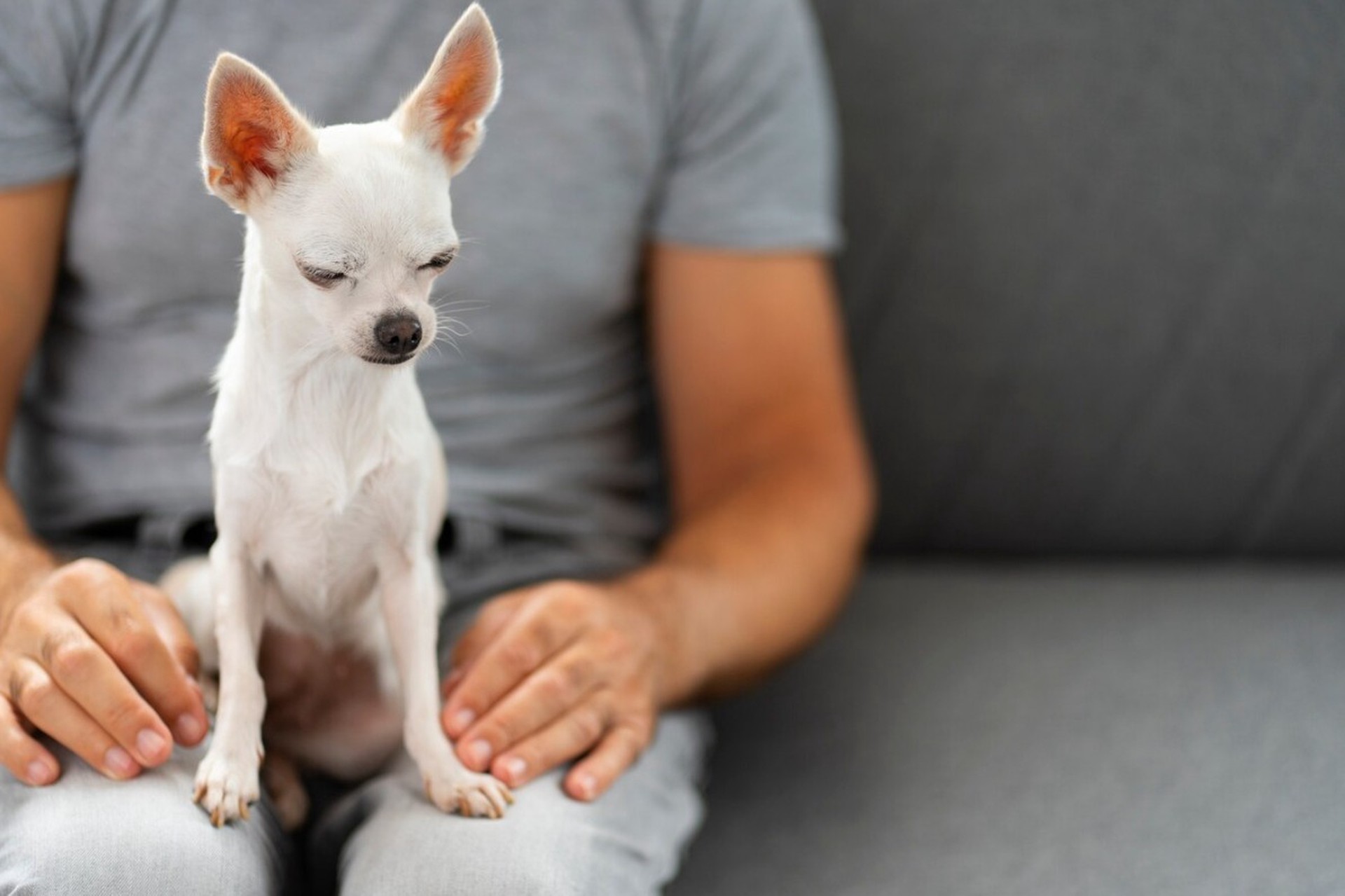 Названы признаки сезонной депрессии у домашних питомцев