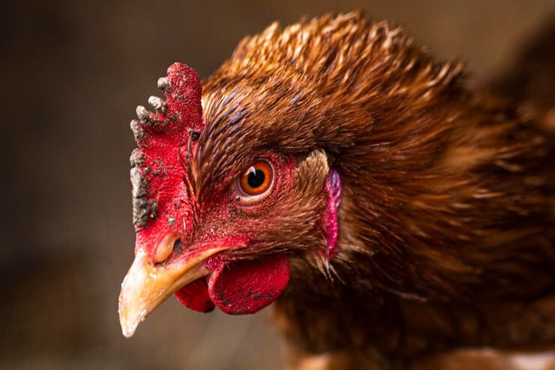 Россиян предупредили о штрафах за курятник на балконе