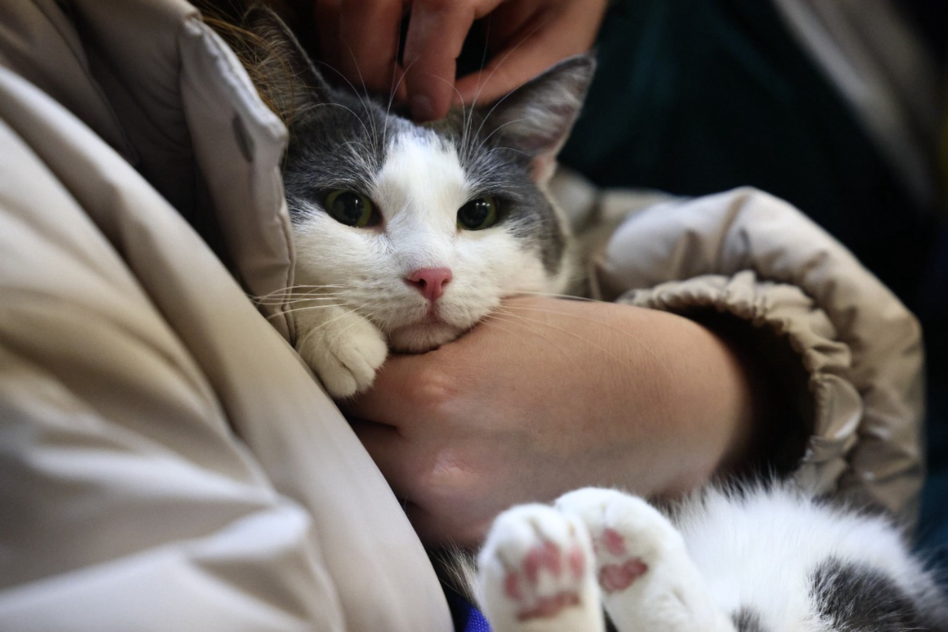 В России призвали ввести госльготы для тех, кто берет животных из приютов