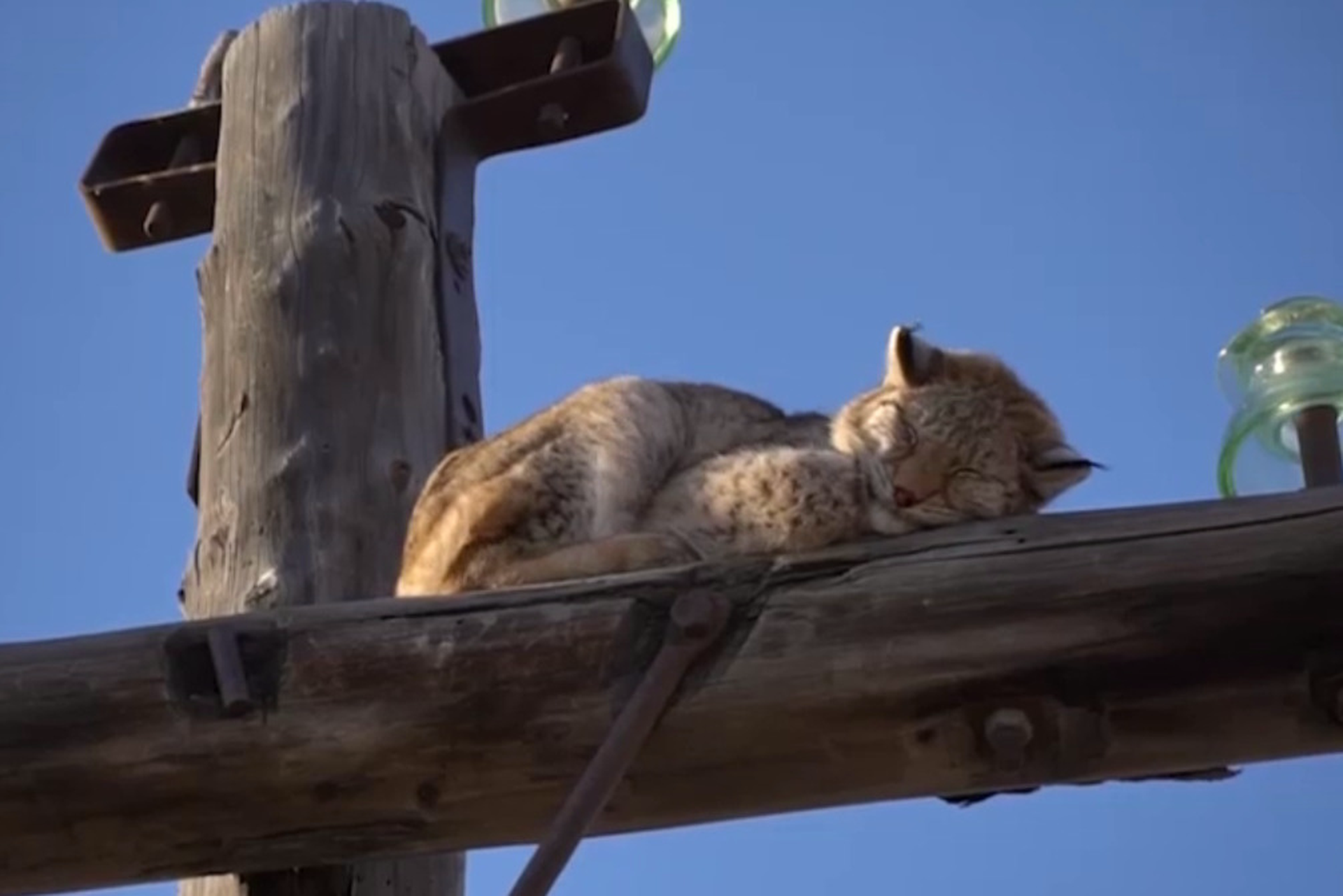 В Хакасии рысь забралась на электроопору 