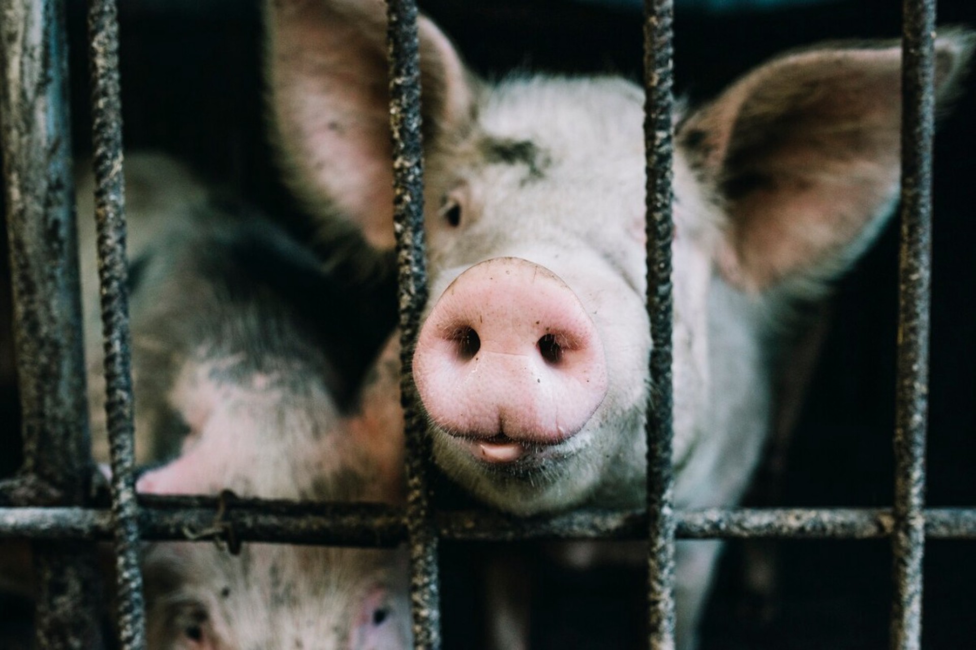 Может ли пересадка органов свиней стать этической проблемой, раскрыл хирург