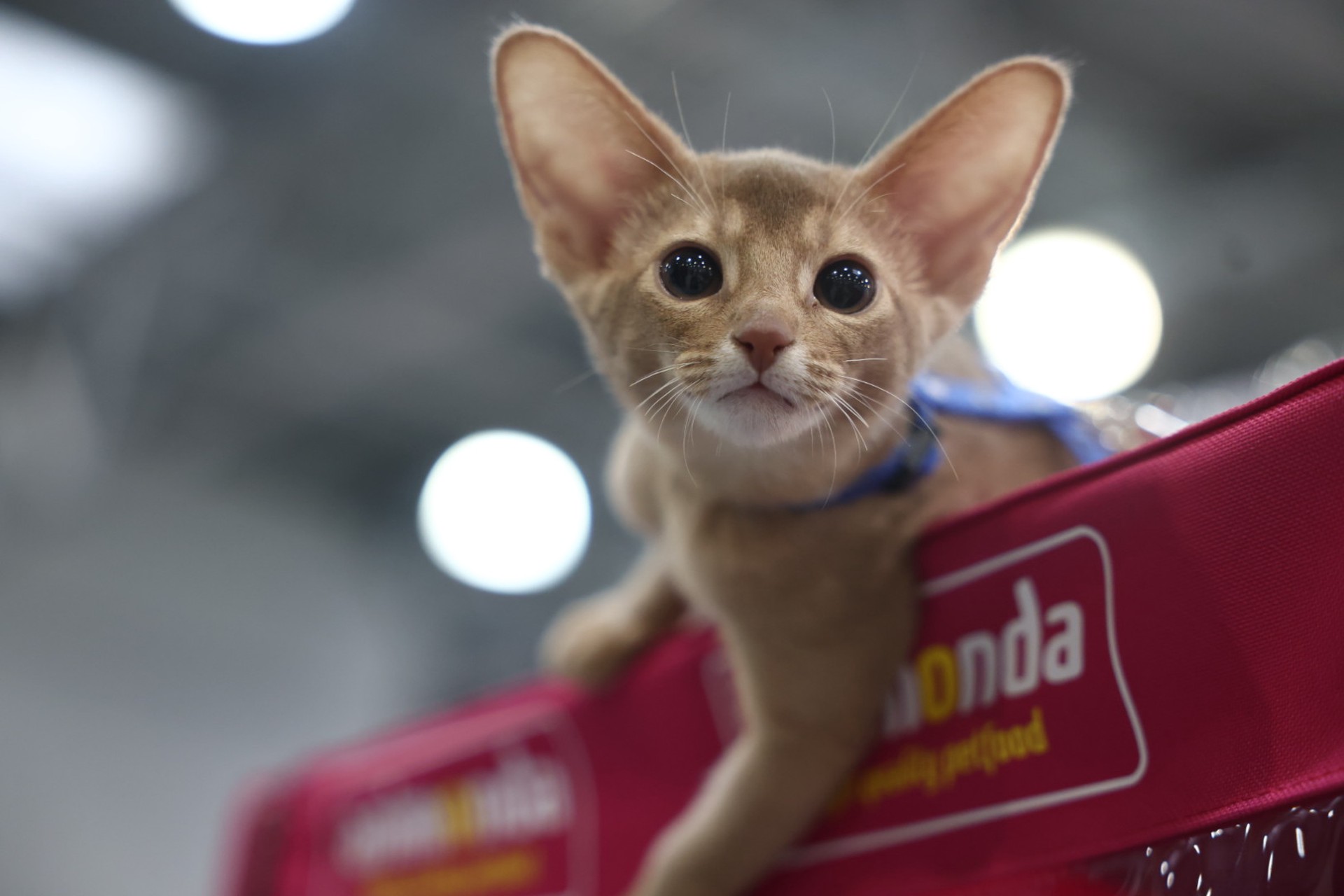 Куклачев объяснил, почему абиссинец из России был признан лучшим котом в мире