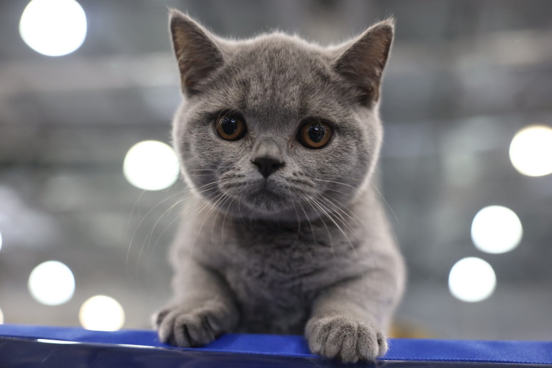 Стало известно, как можно продлить жизнь животным 