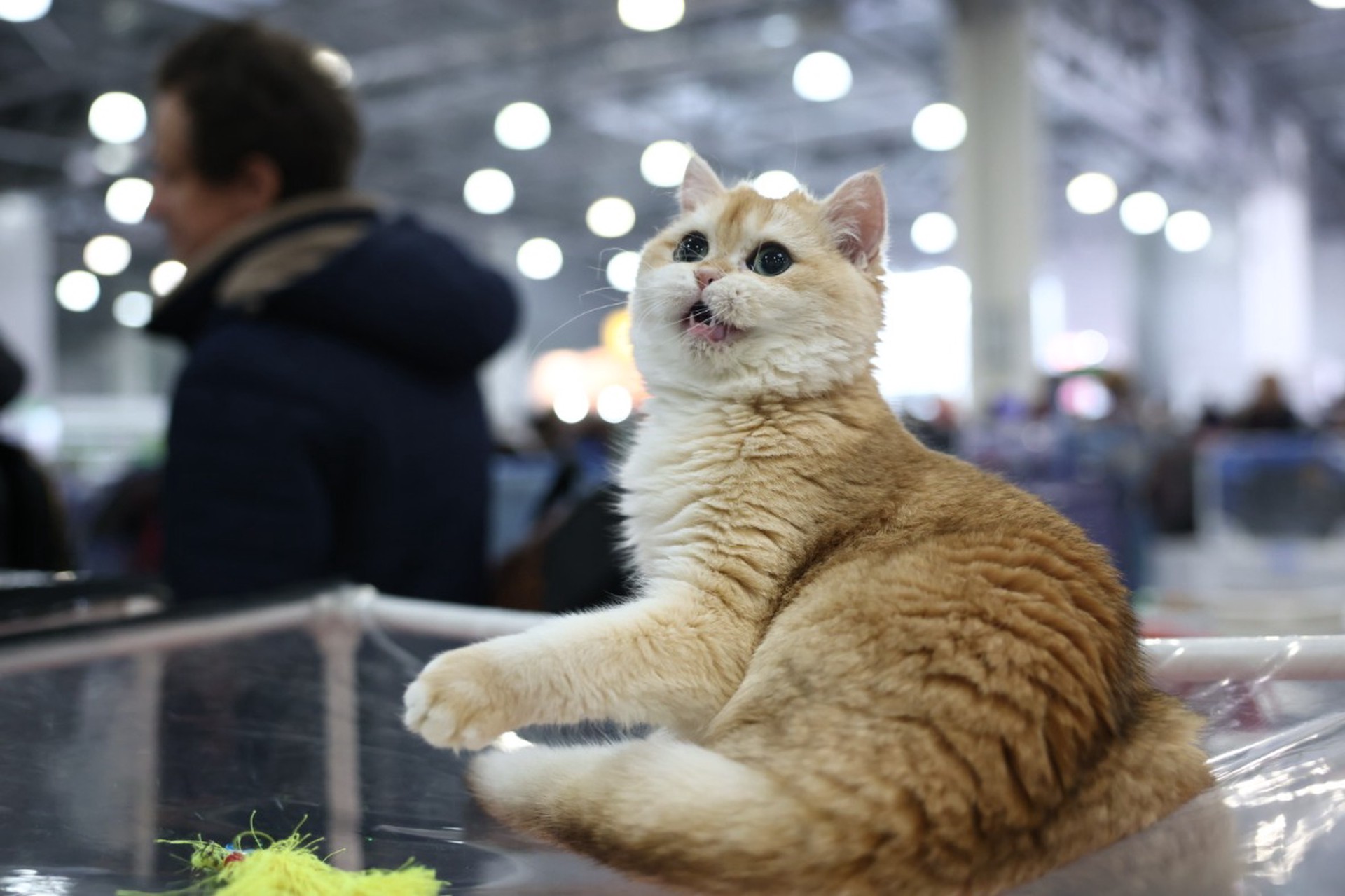 Раскрыто различие в мяуканье кошек в «общении» с мужчинами и женщинами