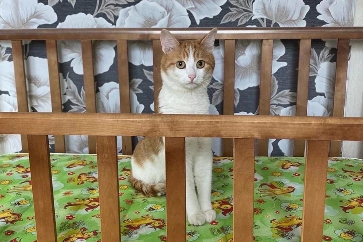 Уголовное дело о гибели кота Твикса прекращено