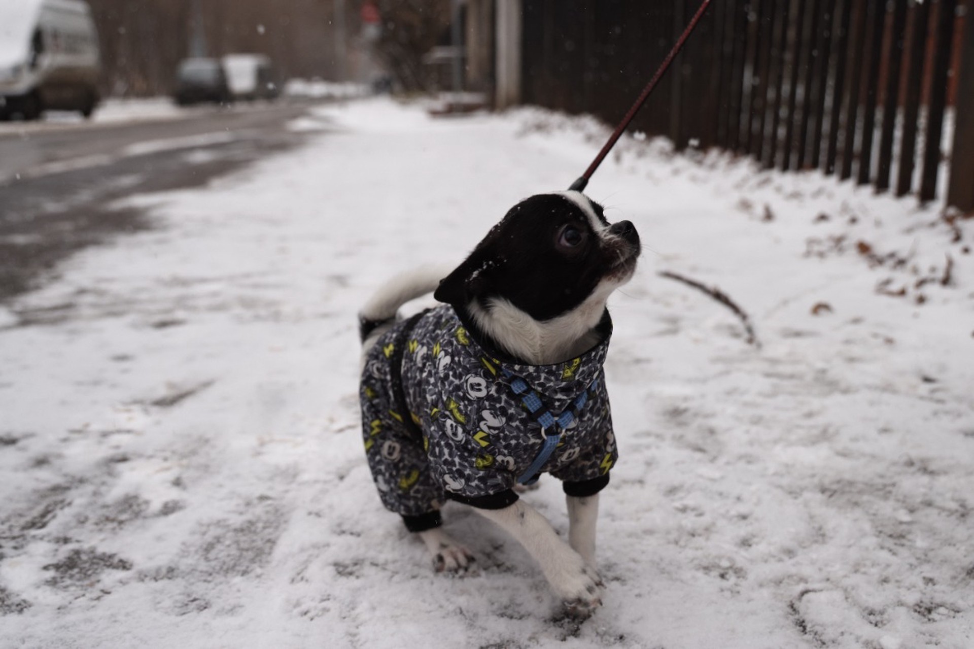 Ветеринар предостерегла россиян от прогулок с собакой в новогоднюю ночь